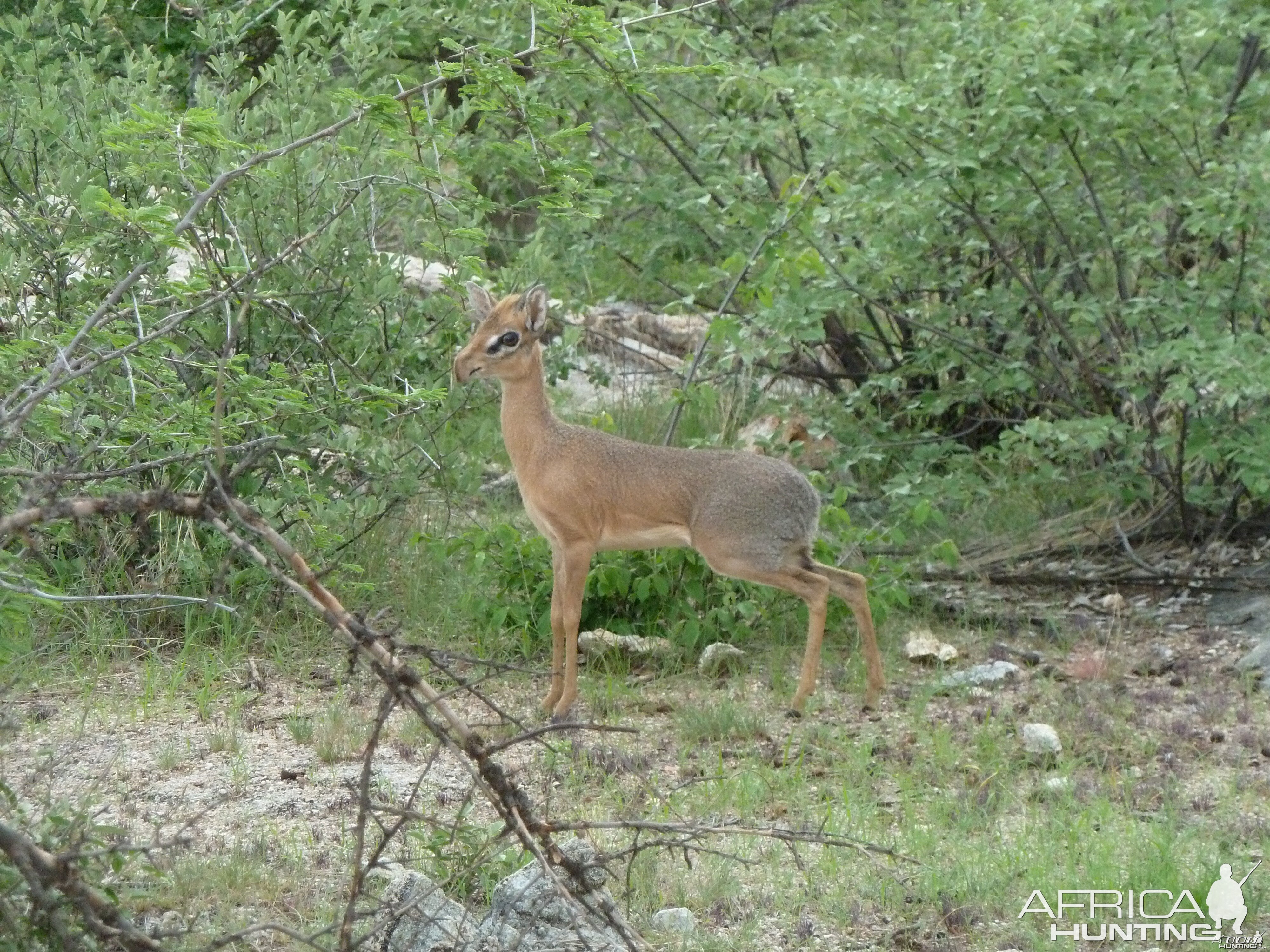 Damara Dik-Dik in Namibia