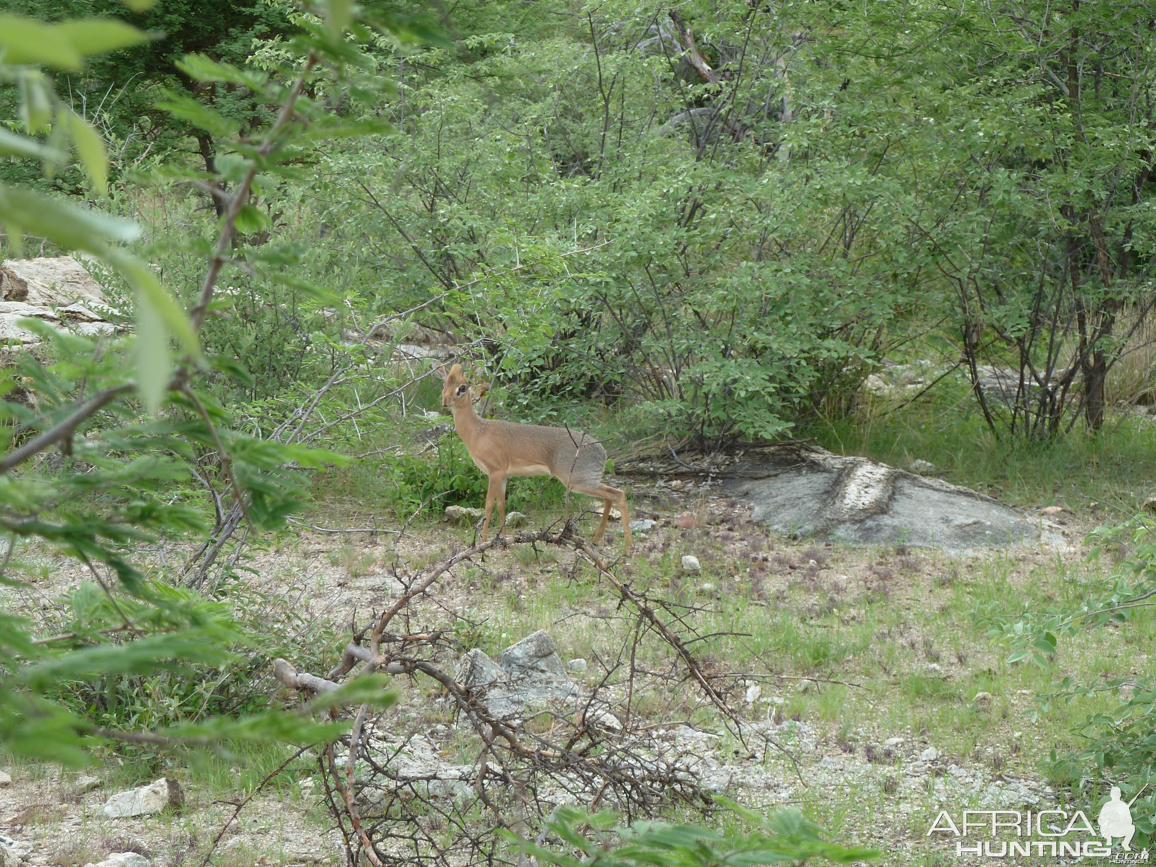 Damara Dik-Dik in Namibia