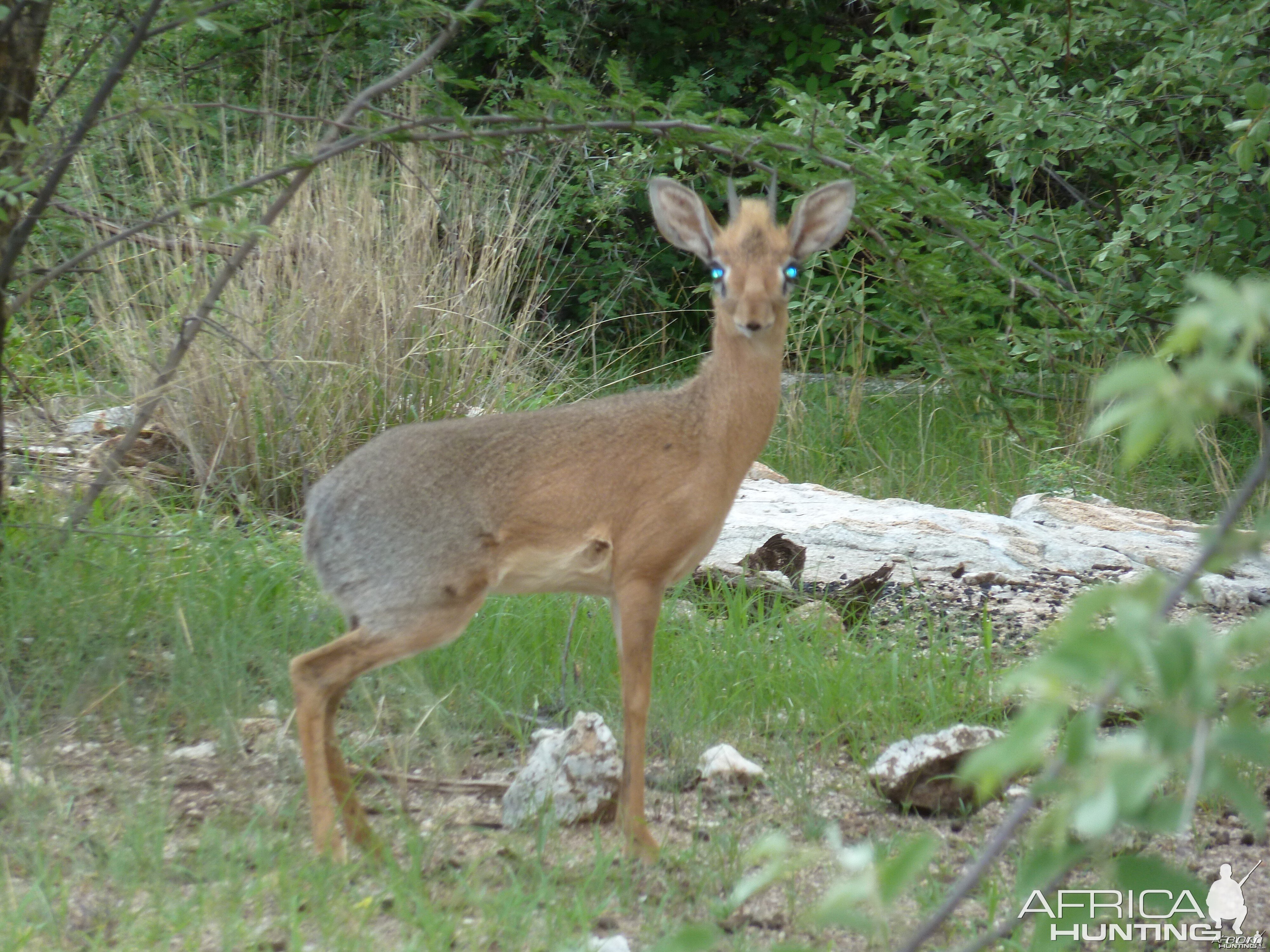 Damara Dik-Dik in Namibia