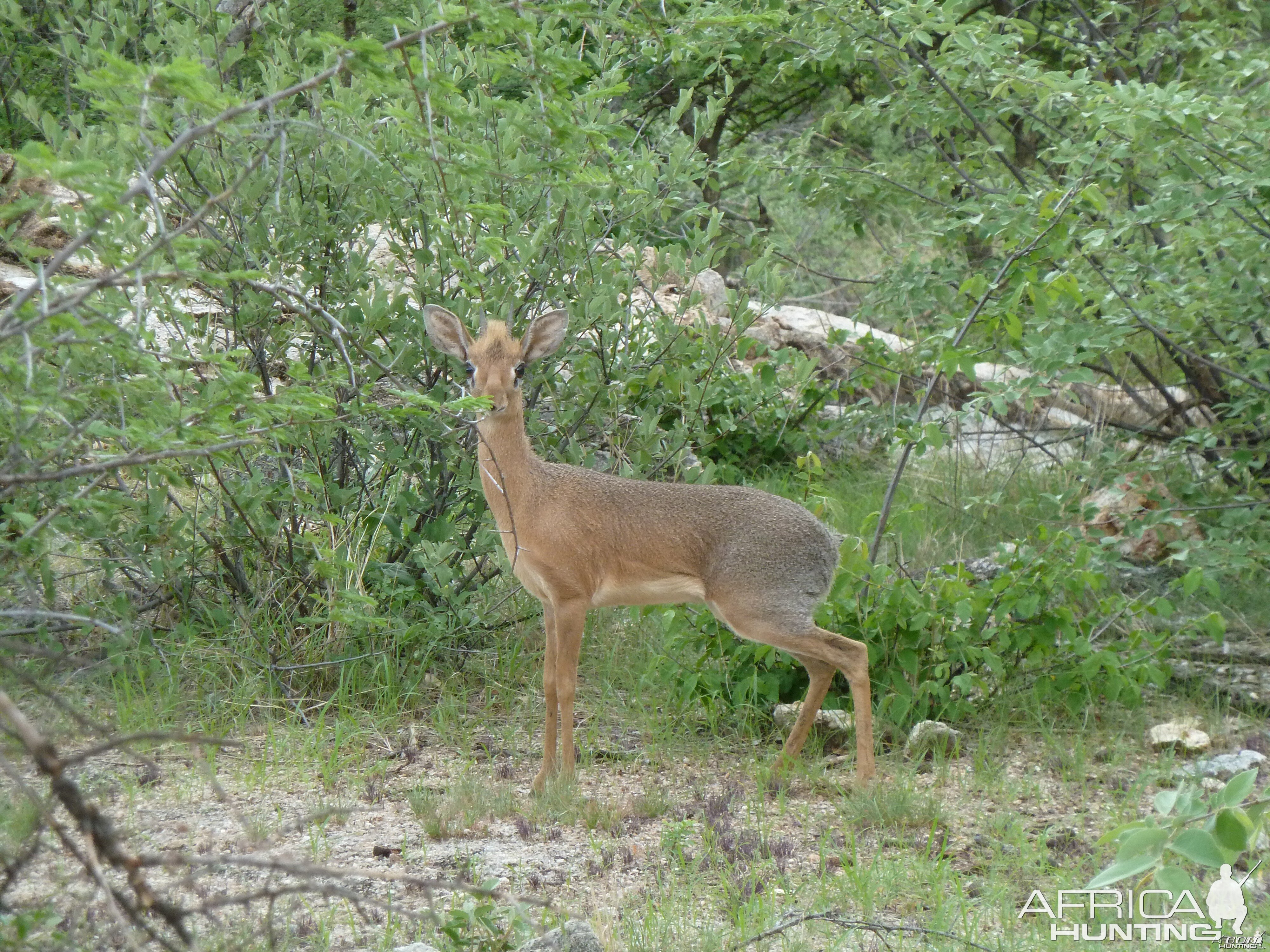 Damara Dik-Dik in Namibia