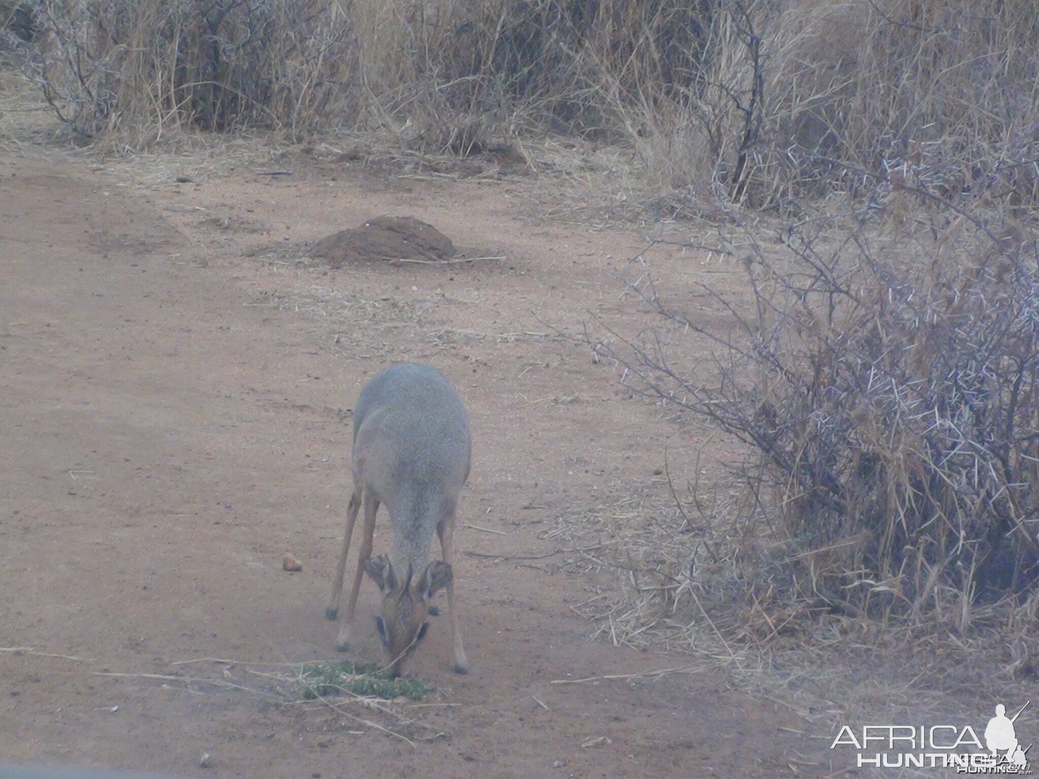 Damara Dik Dik Namibia