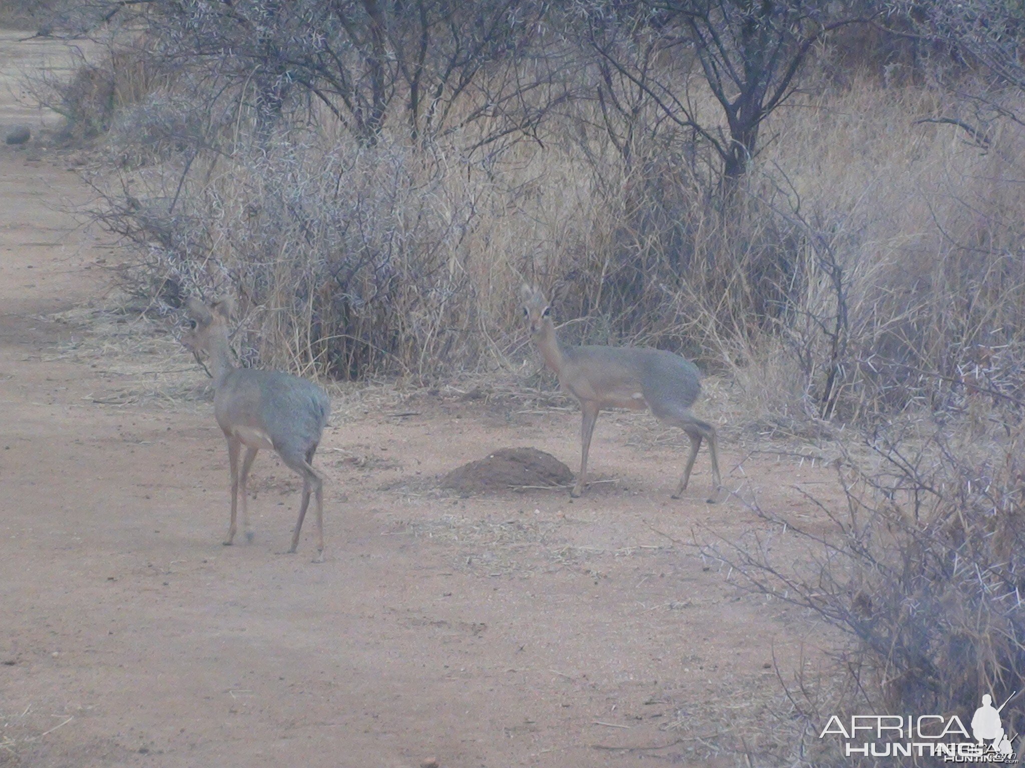 Damara Dik Dik Namibia