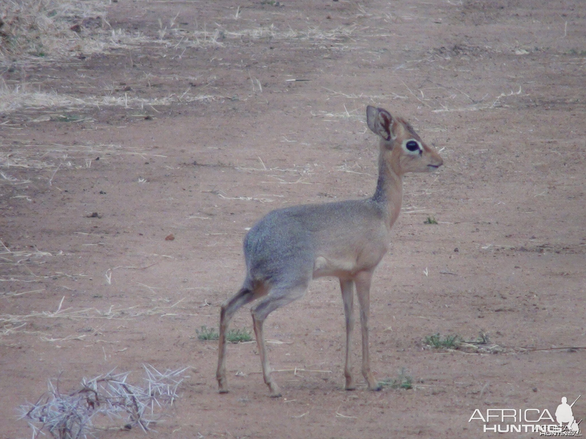 Damara Dik Dik Namibia