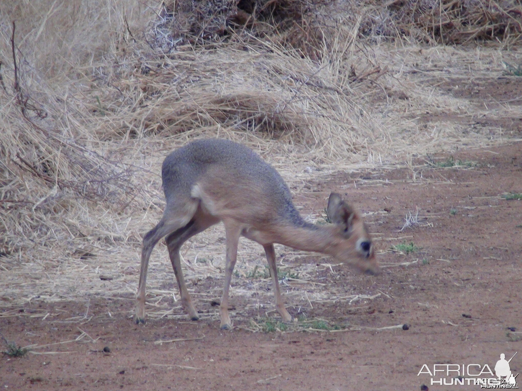 Damara Dik Dik Namibia