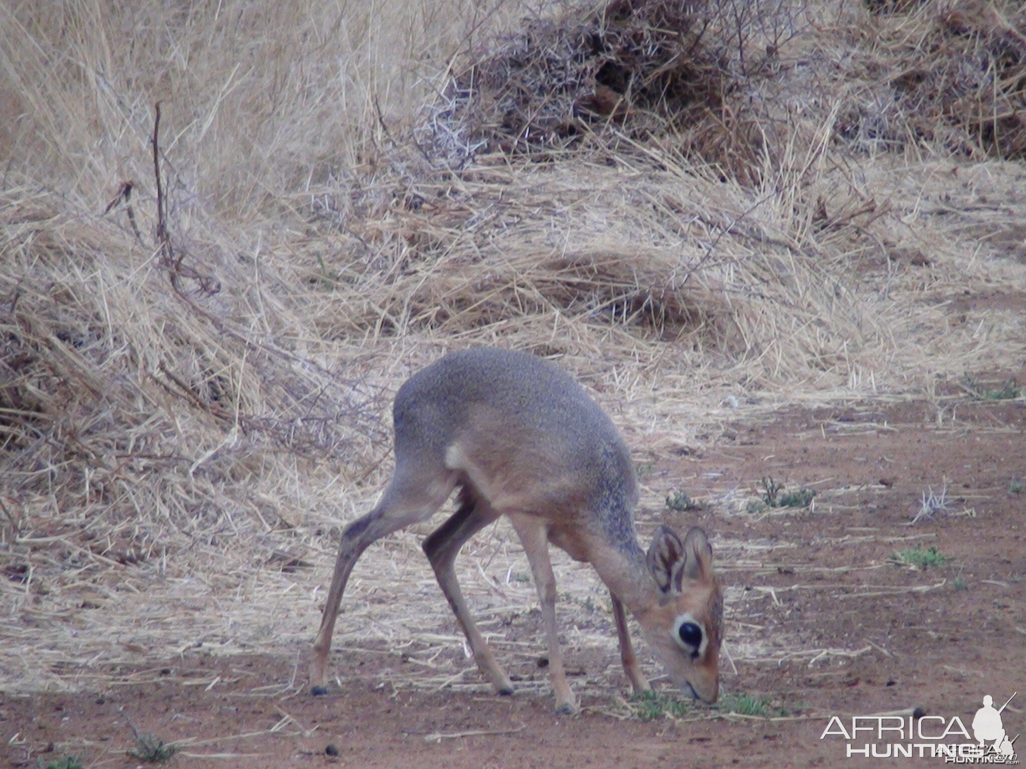 Damara Dik Dik Namibia