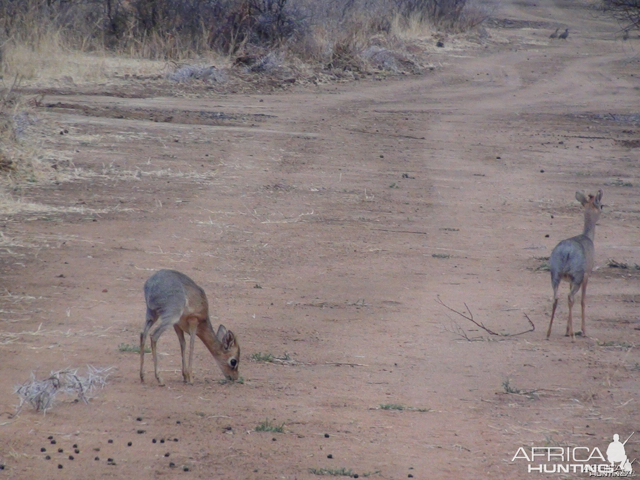 Damara Dik Dik Namibia