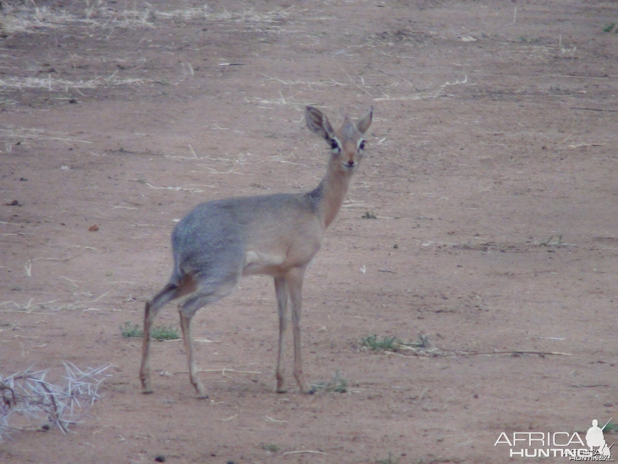 Damara Dik Dik Namibia