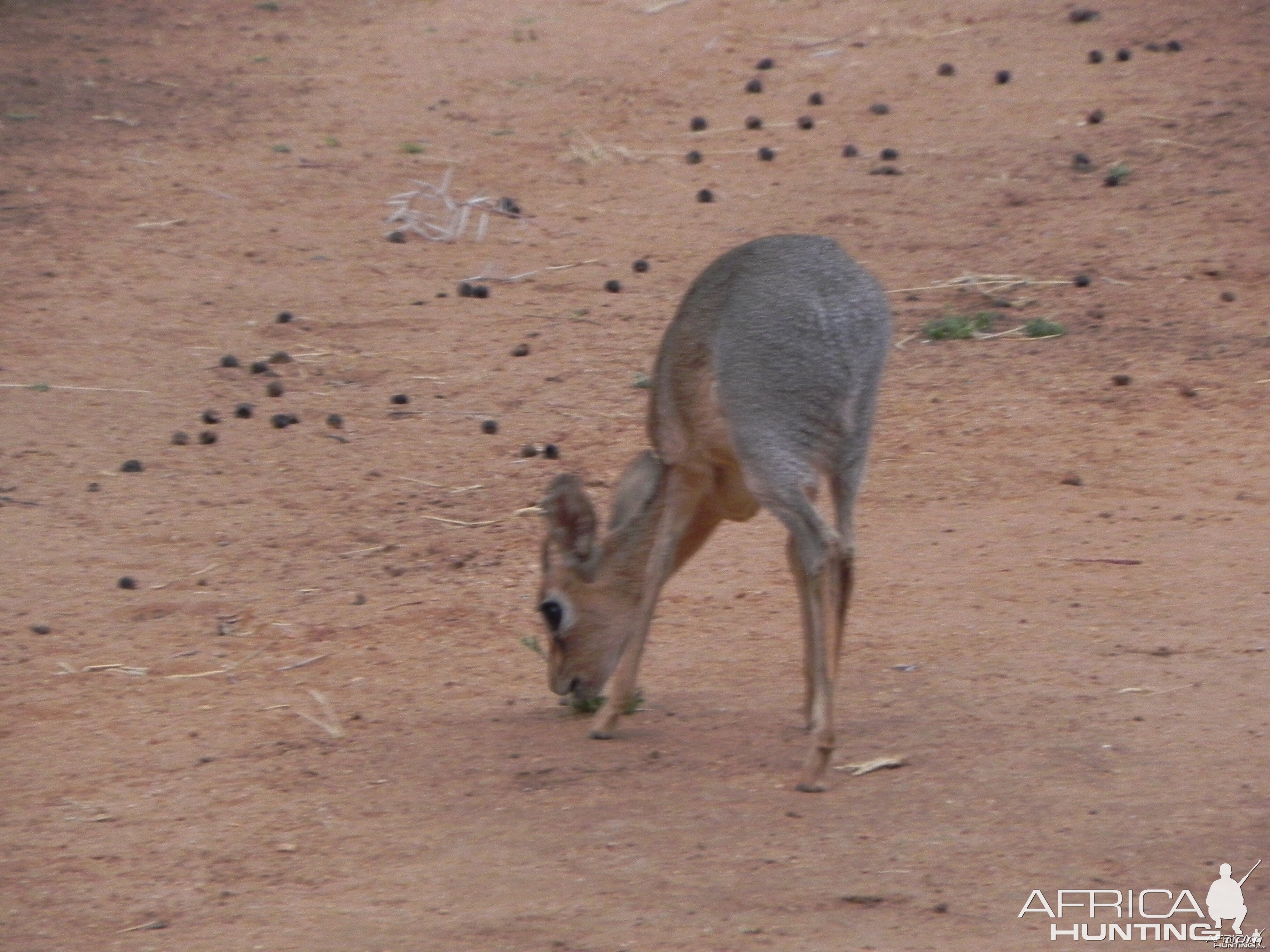 Damara Dik Dik Namibia