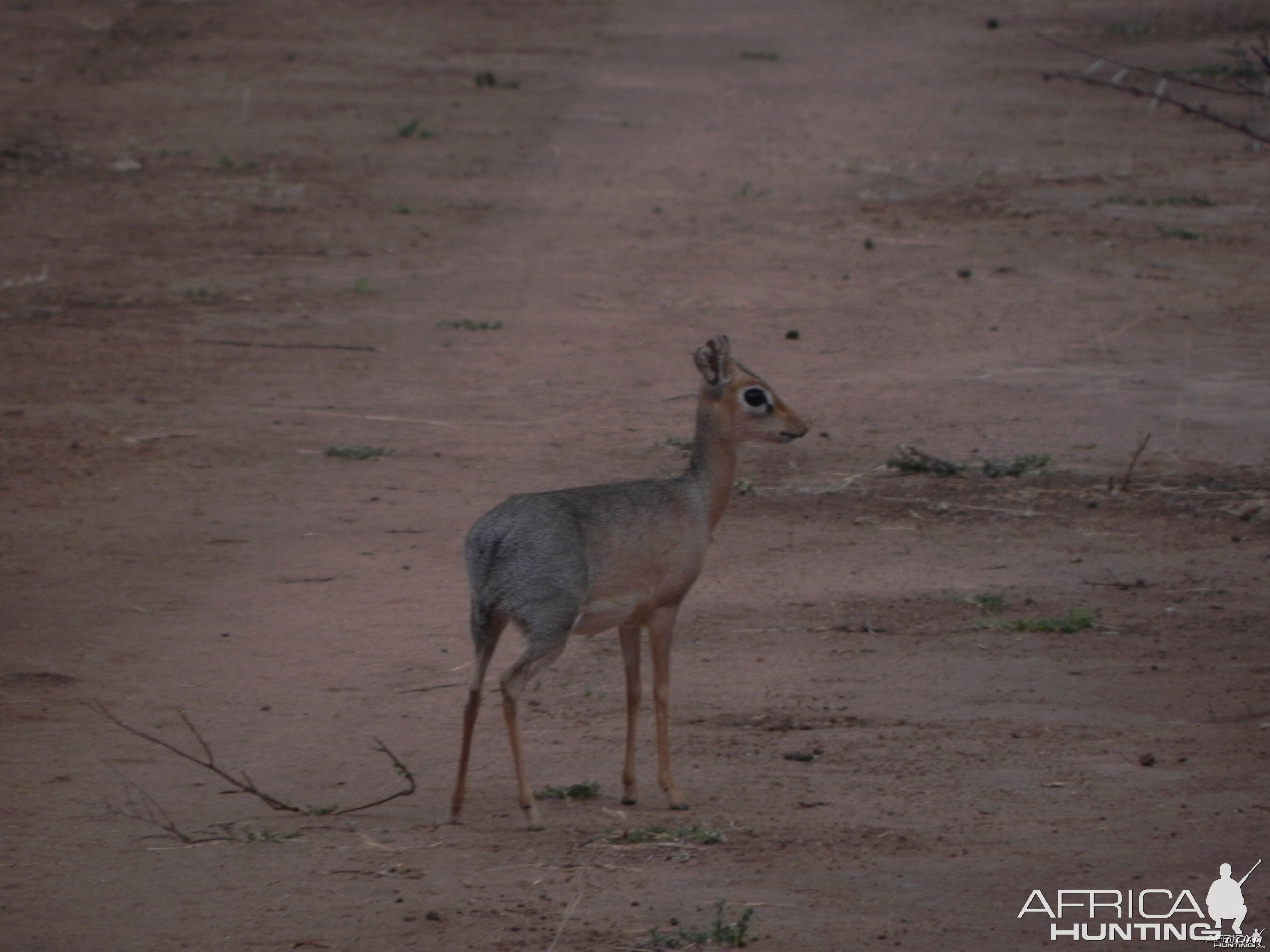 Damara Dik Dik Namibia