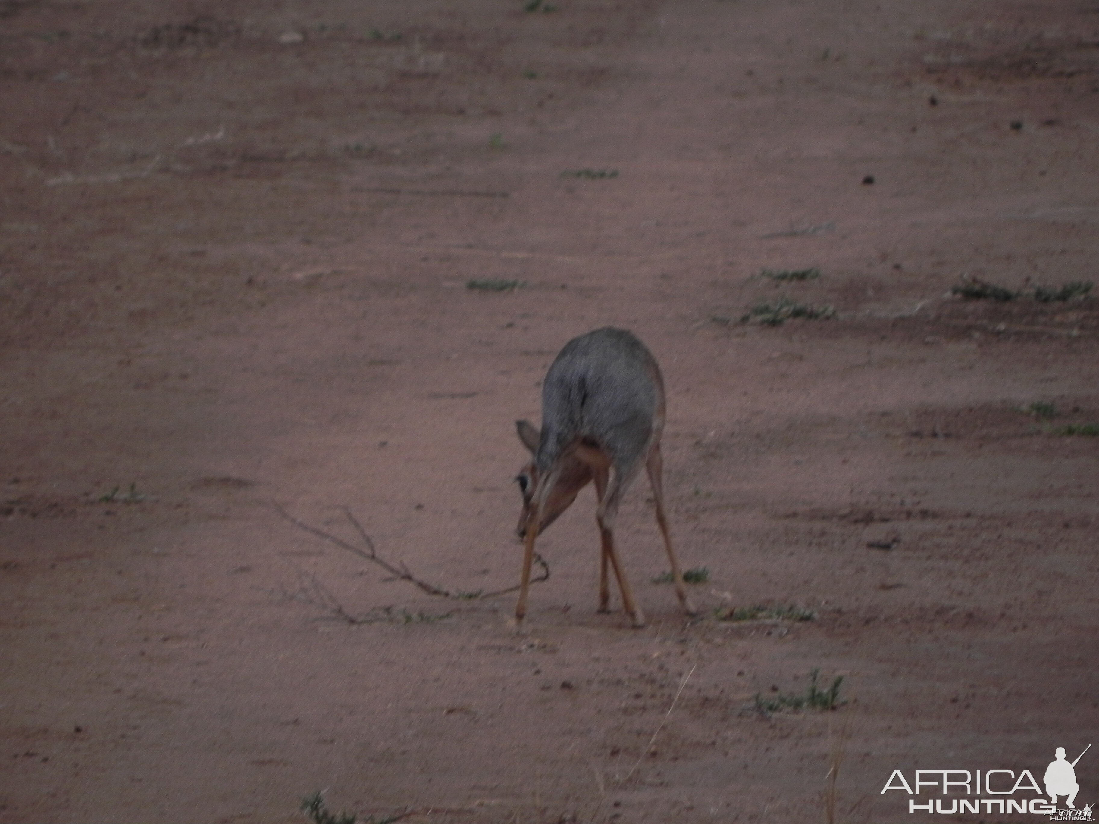 Damara Dik Dik Namibia