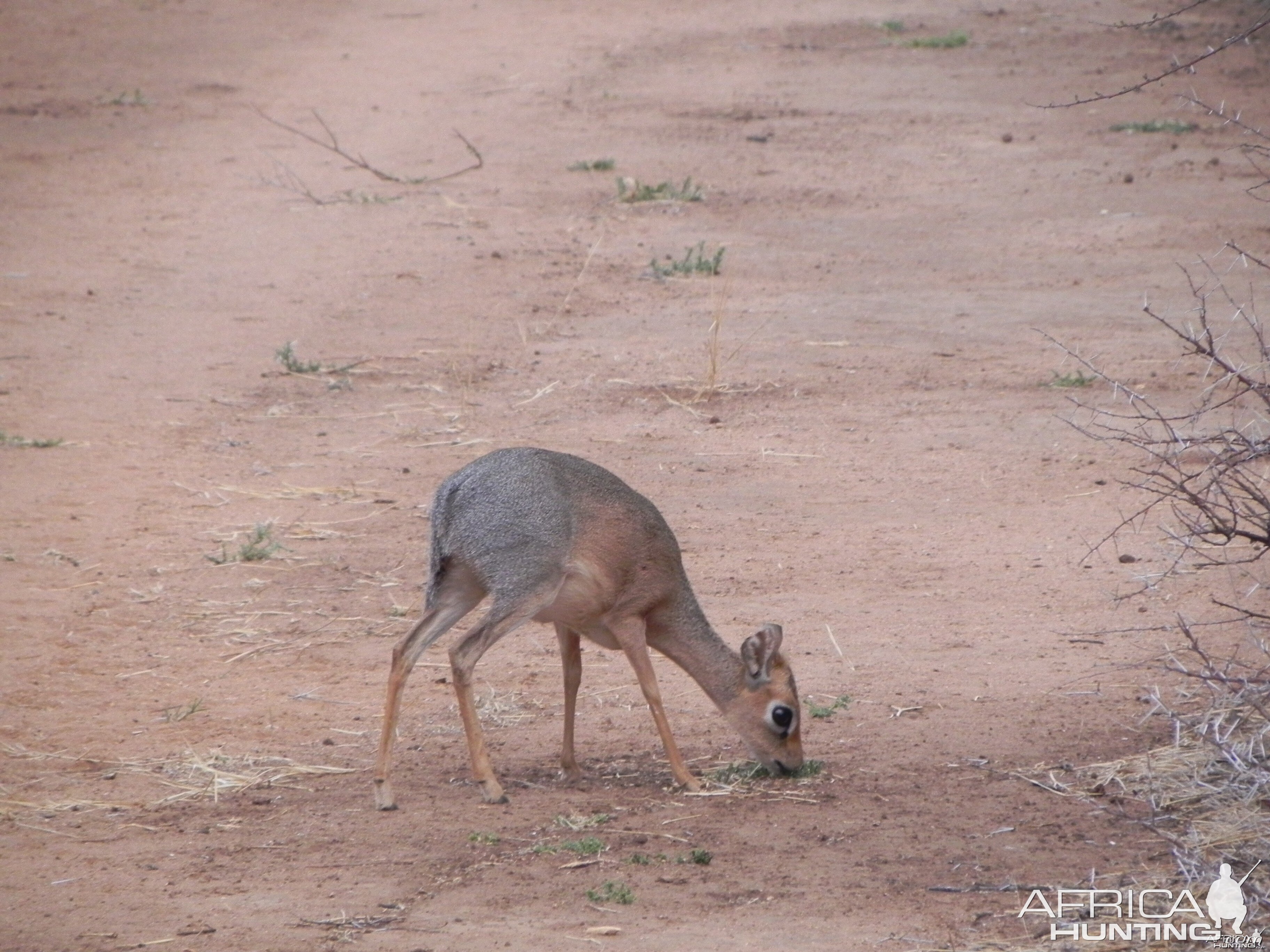 Damara Dik Dik Namibia