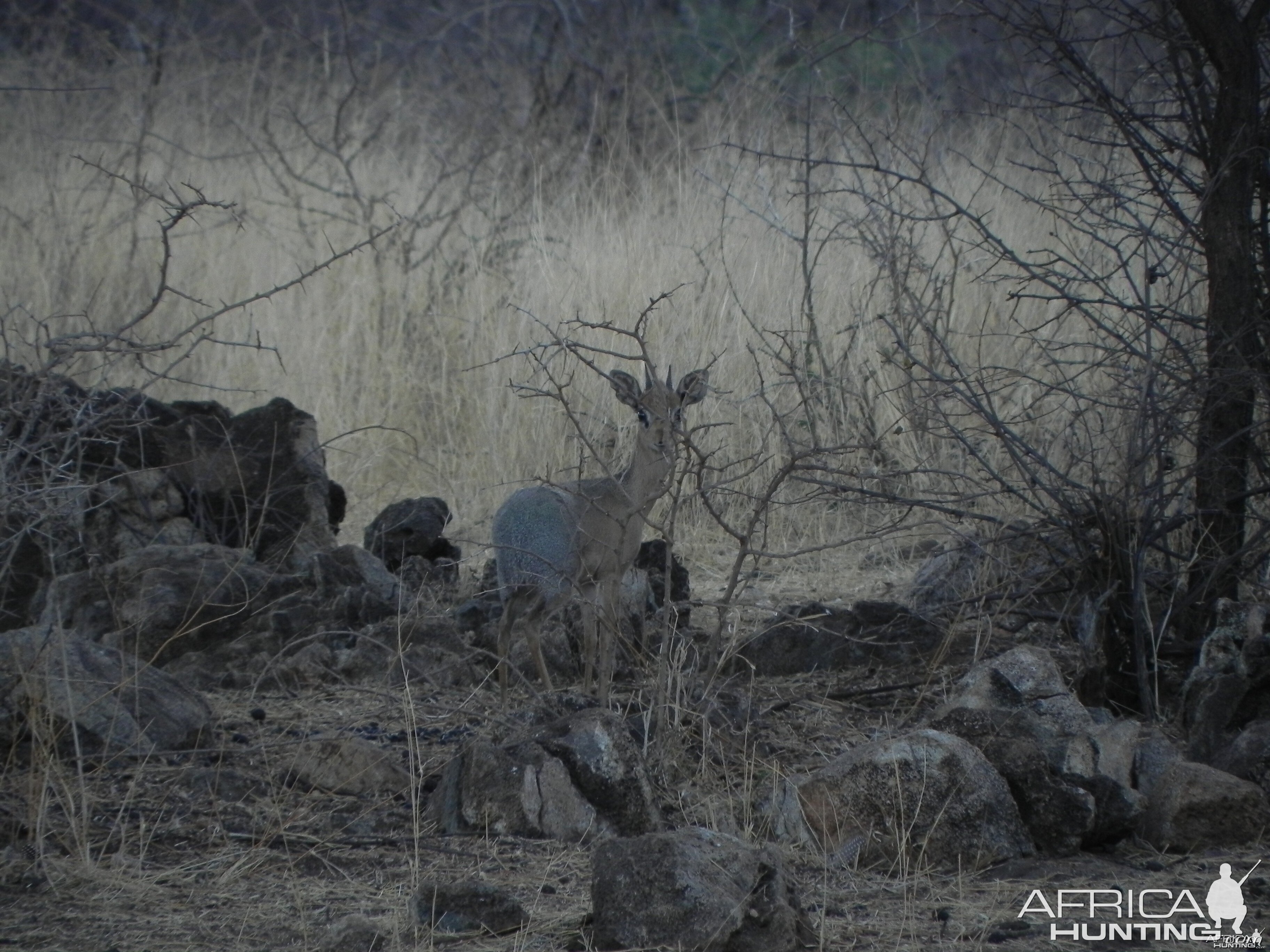 Damara Dik Dik Namibia