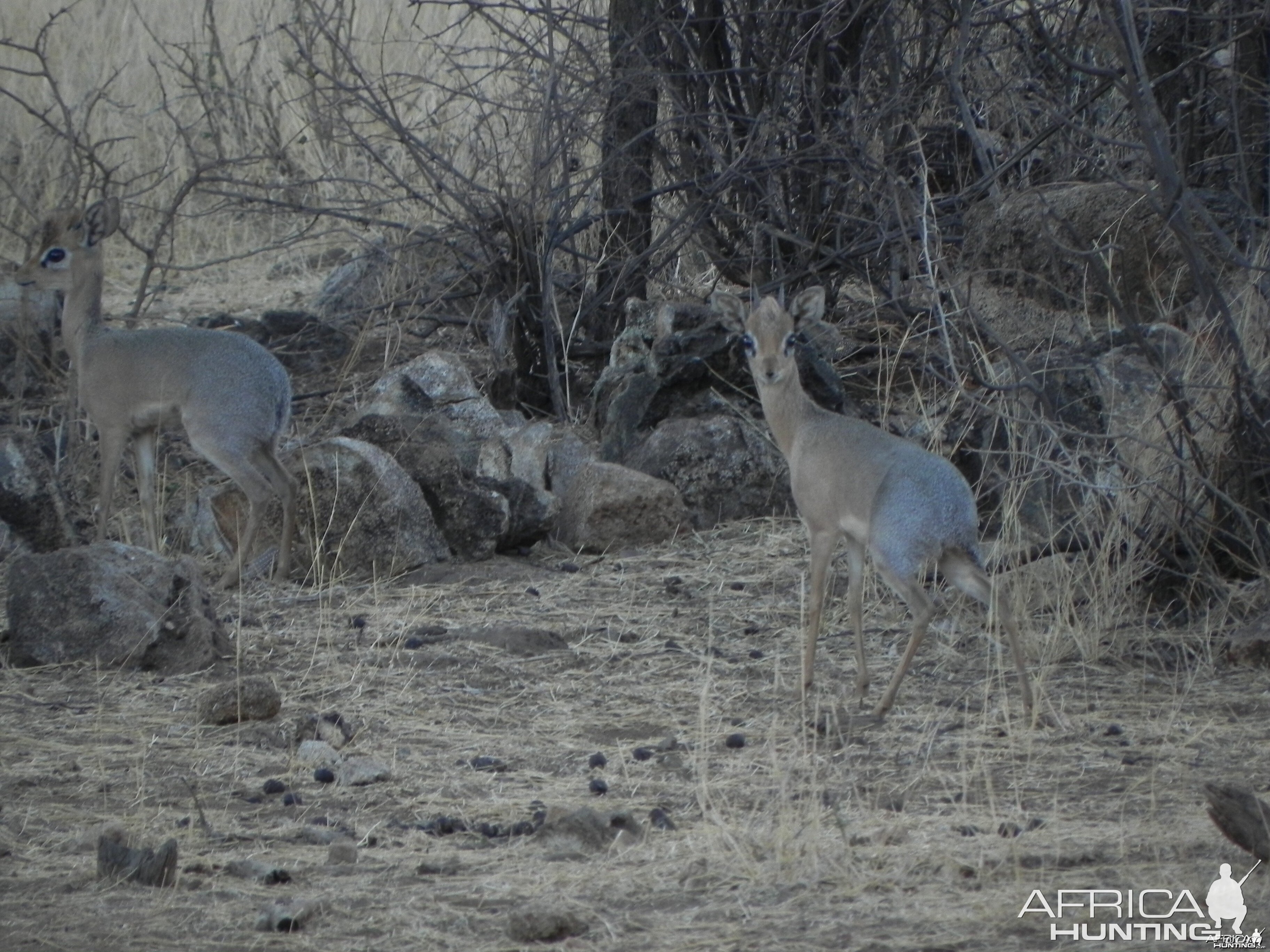 Damara Dik Dik Namibia