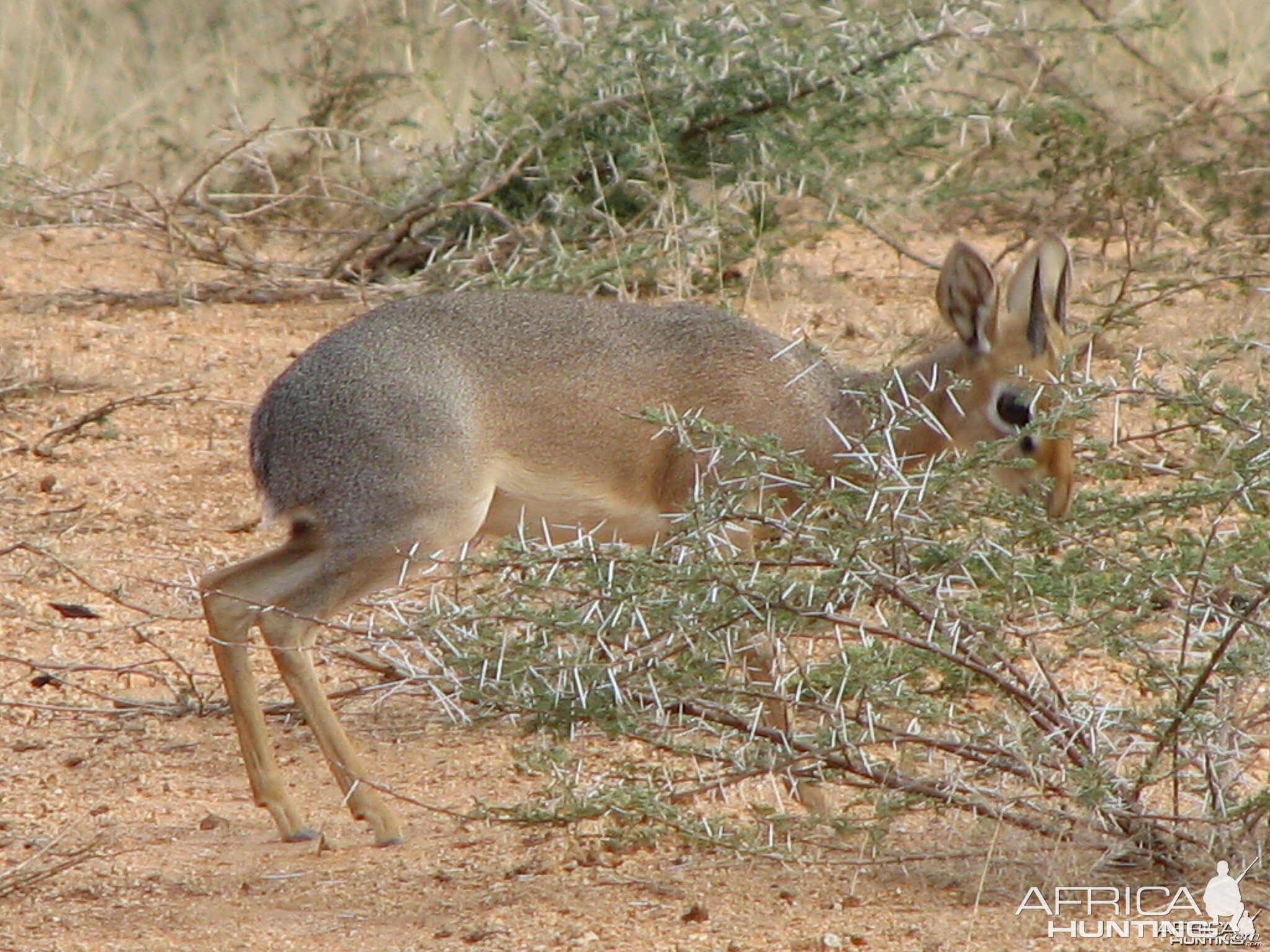 Damara Dik Dik Namibia