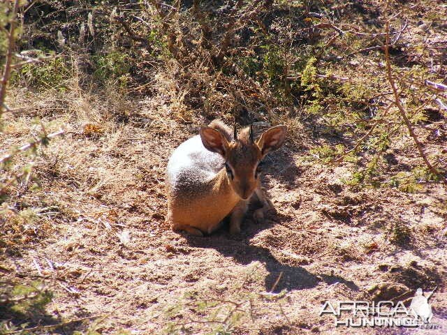 Damara Dik Dik Namibia