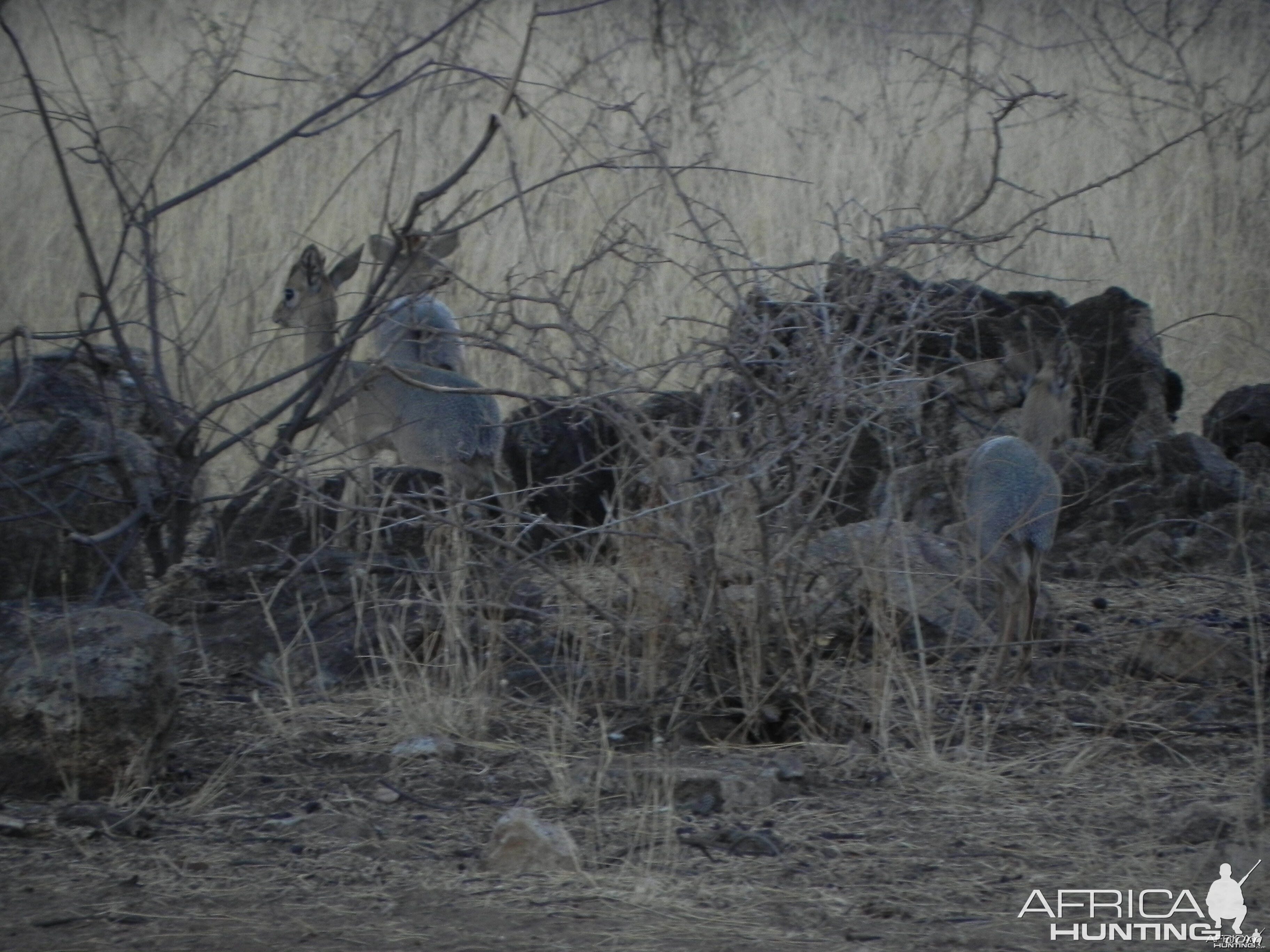 Damara Dik Dik Namibia