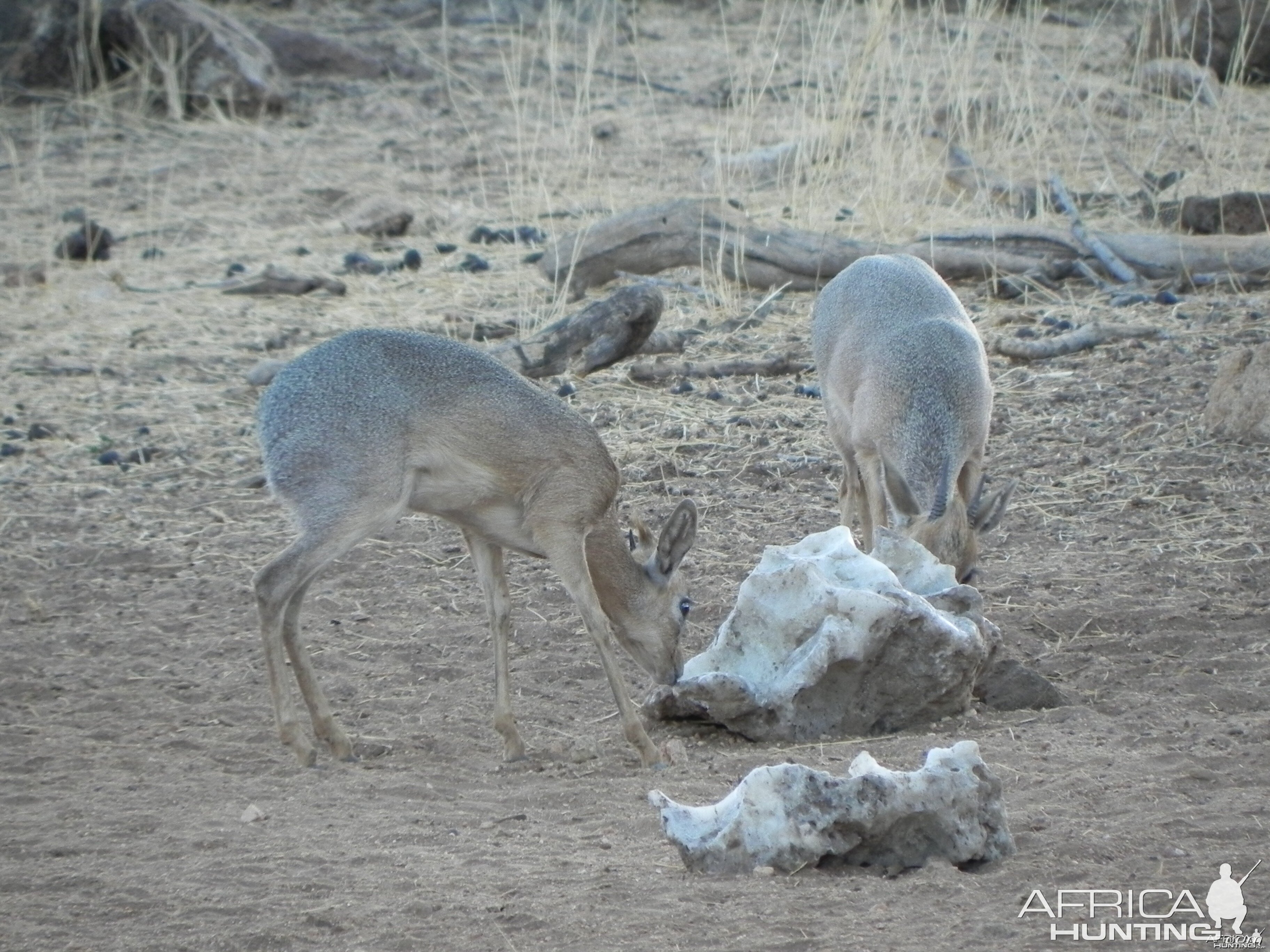 Damara Dik Dik Namibia