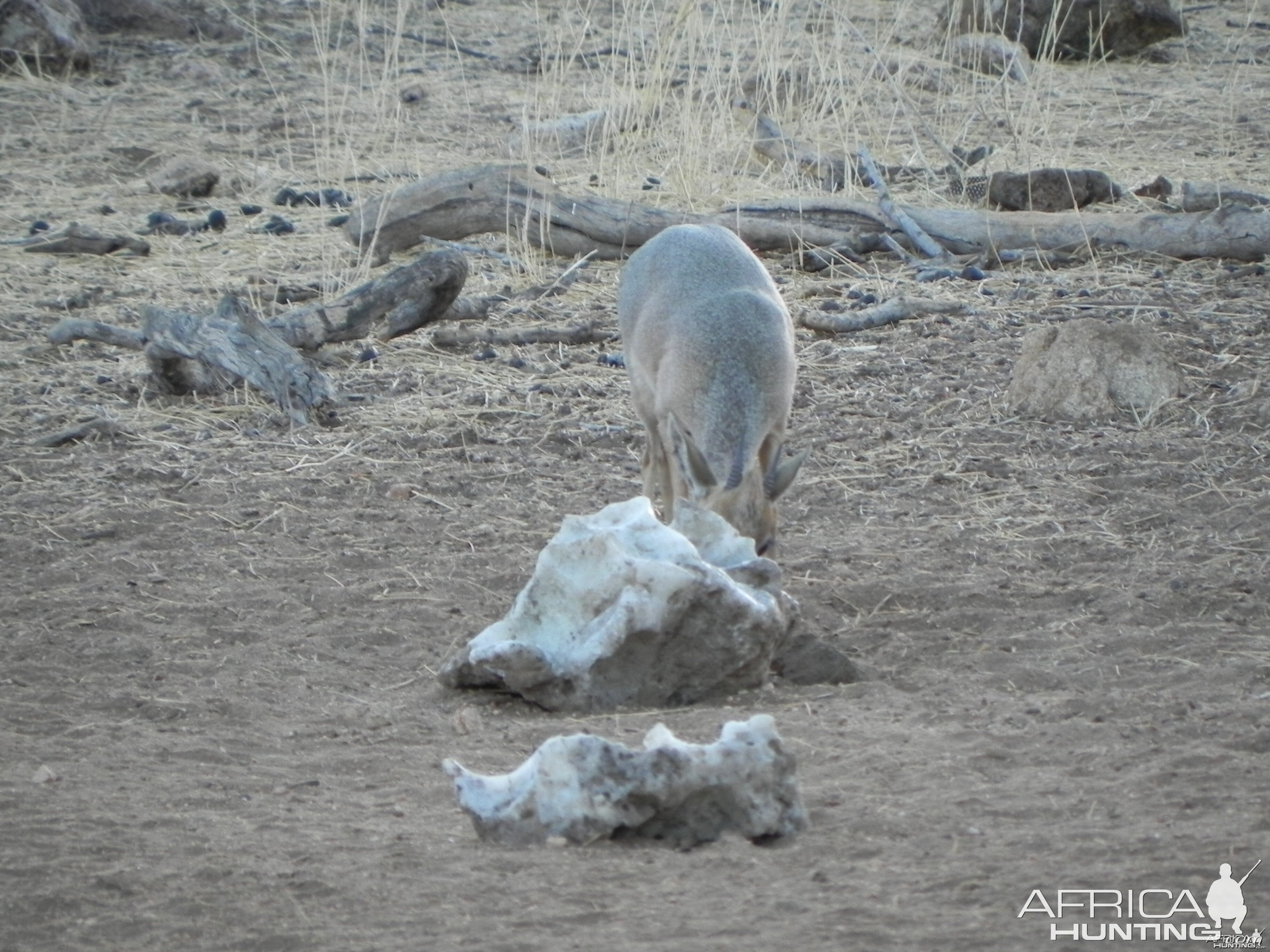 Damara Dik Dik Namibia