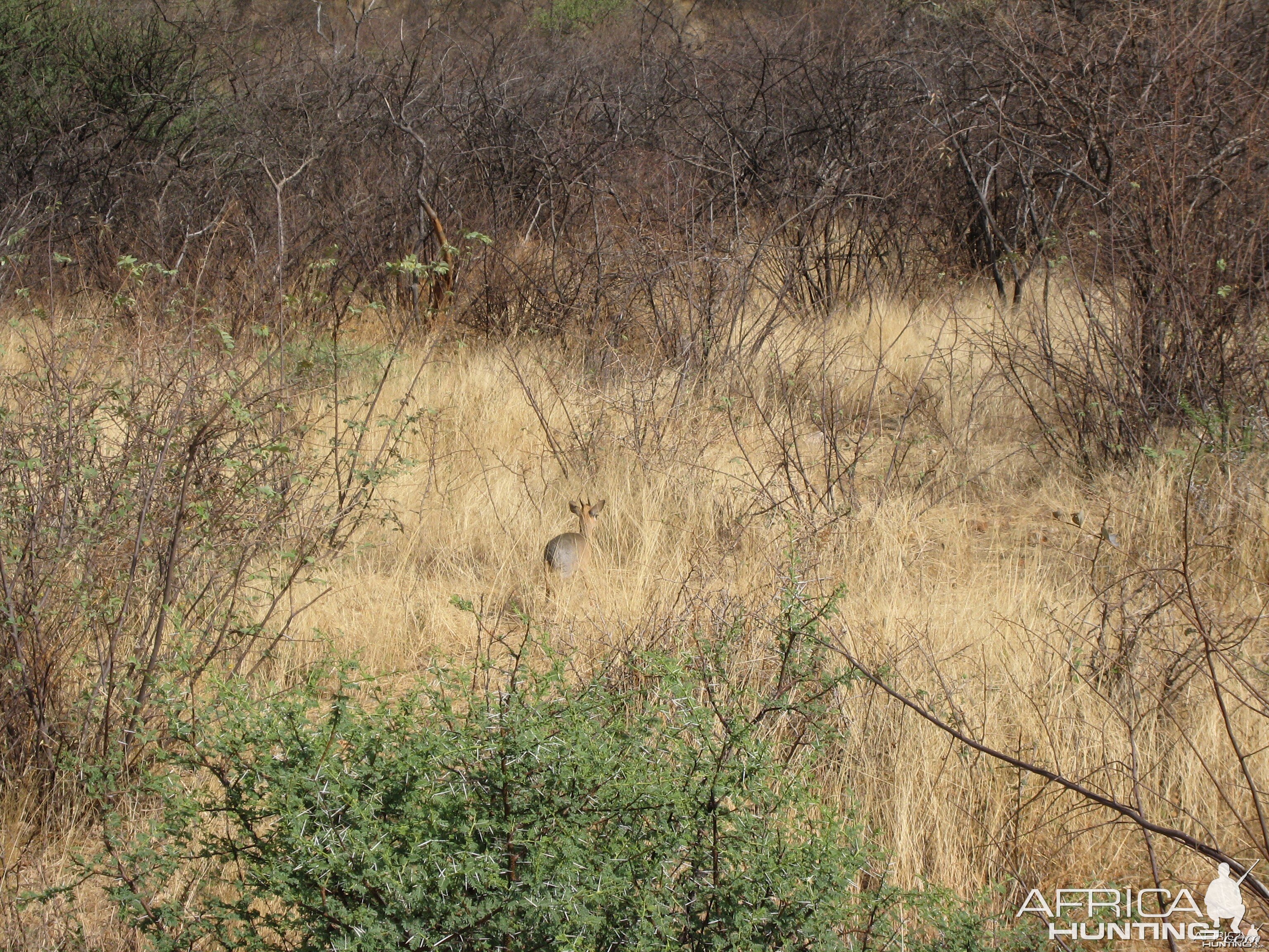 Damara Dik Dik Namibia