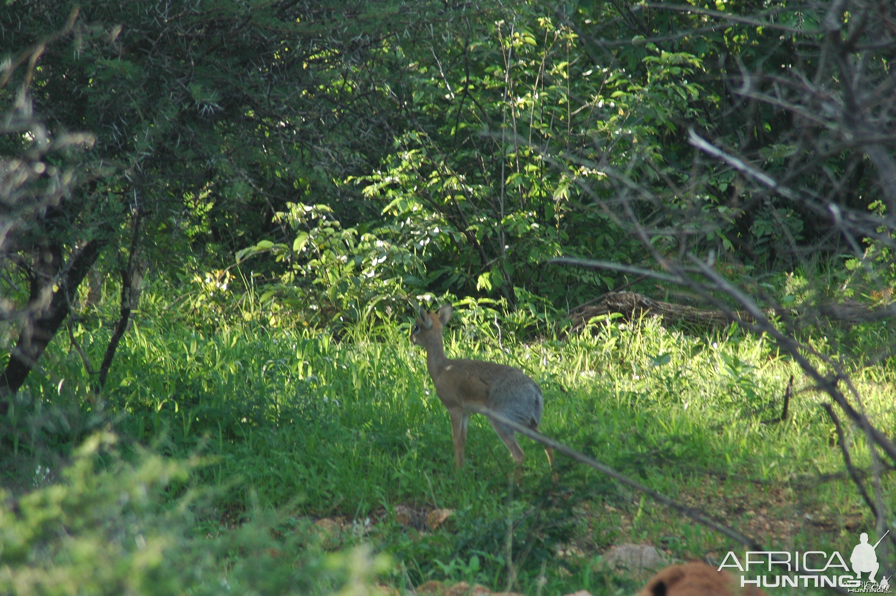 Damara Dik Dik Namibia