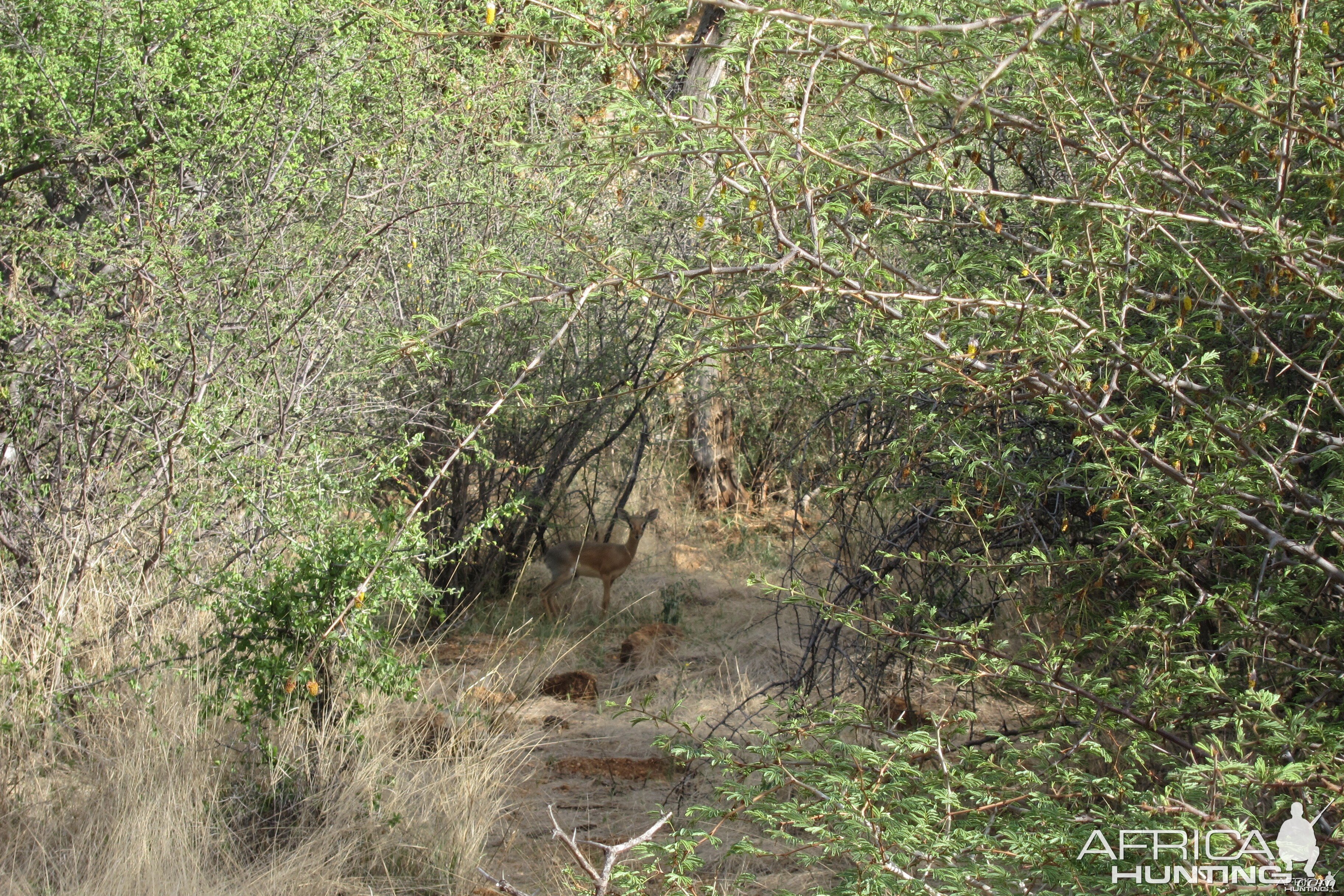 Damara Dik-Dik Namibia