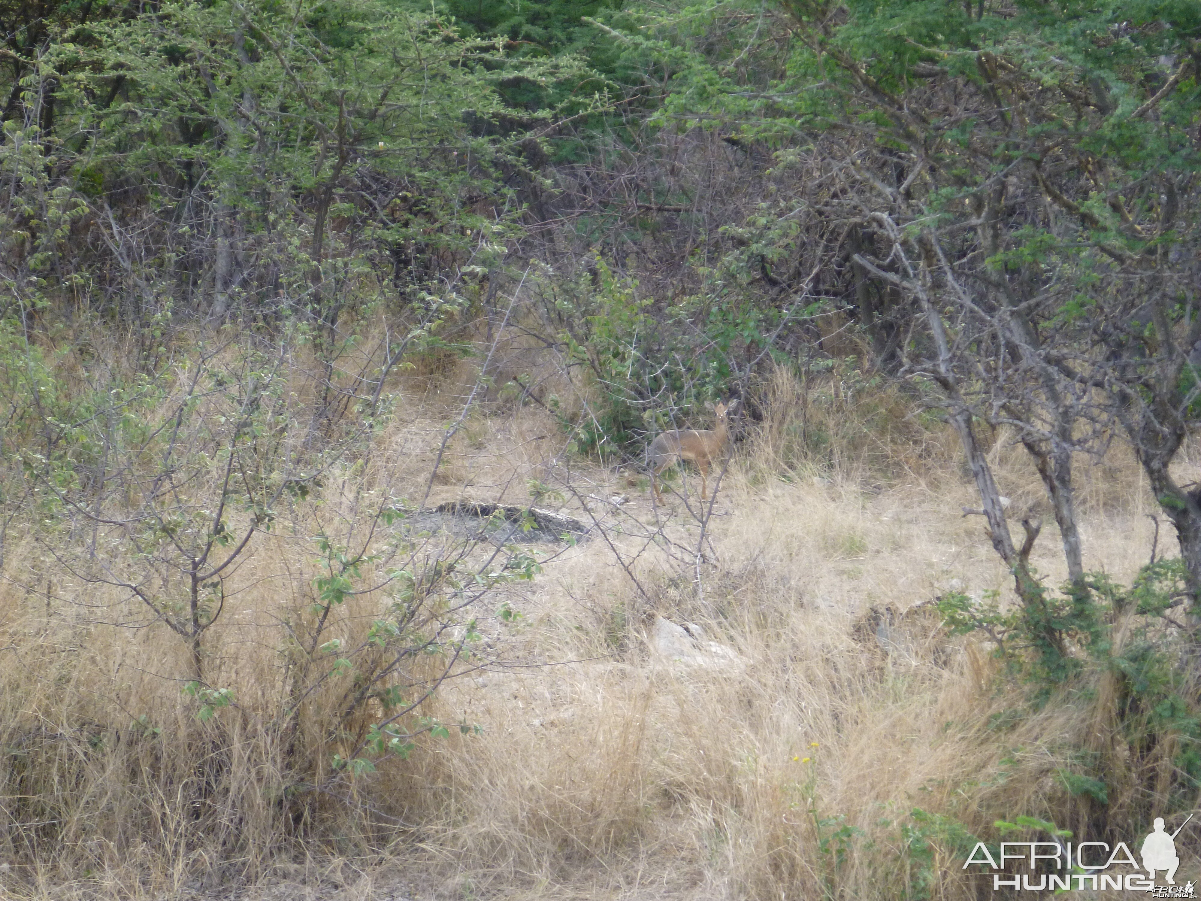 Damara Dik-dik Namibia