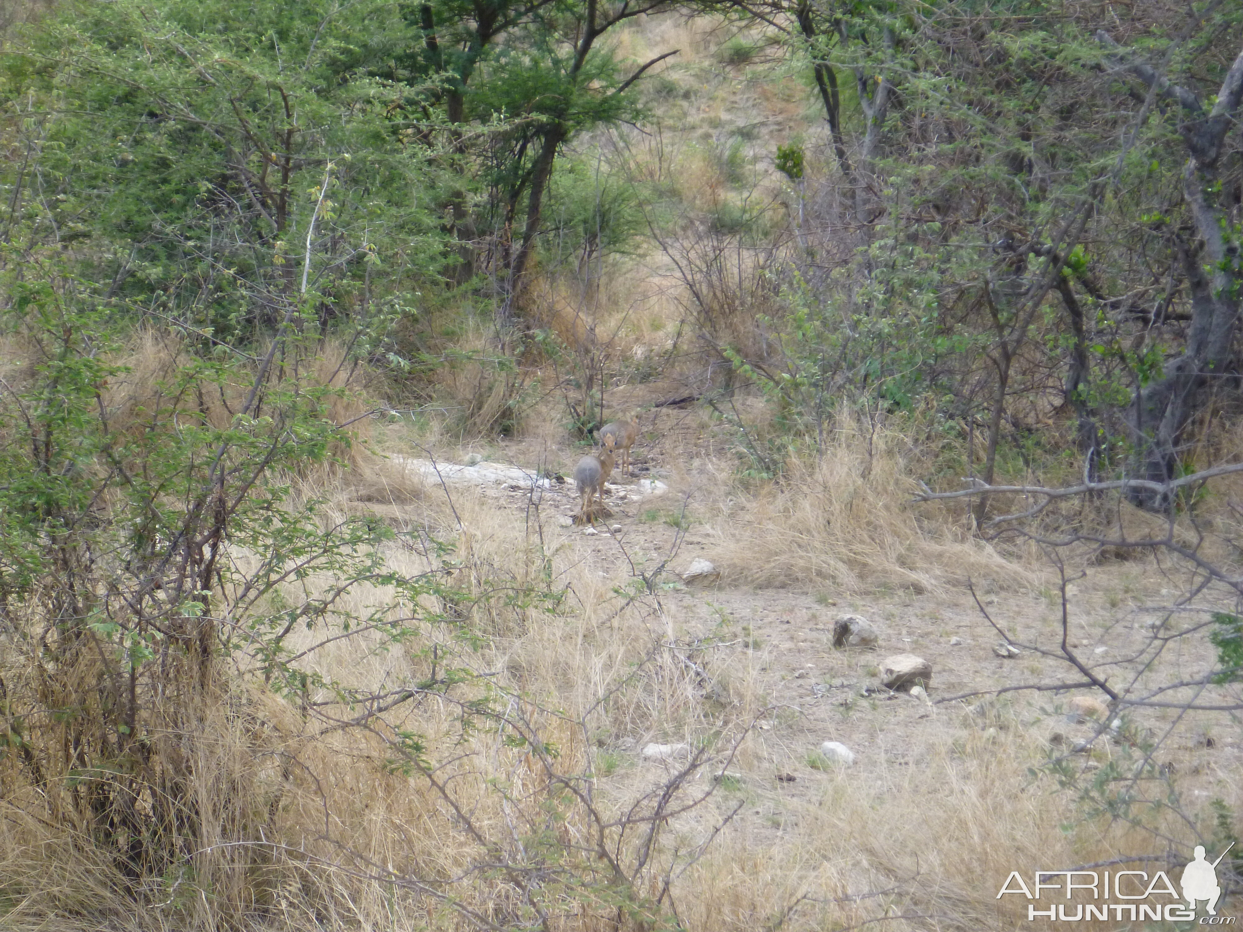 Damara Dik-dik Namibia