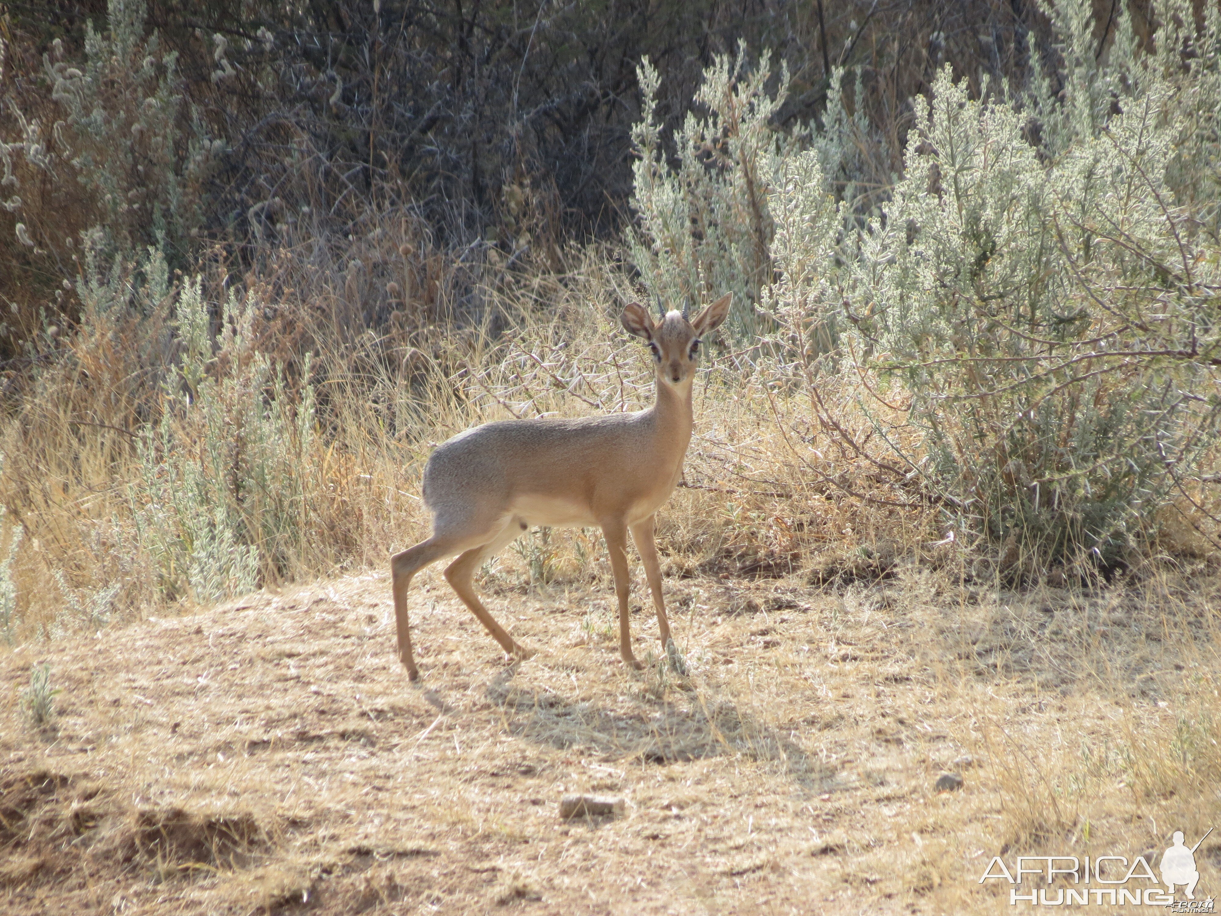 Damara Dik-dik Namibia