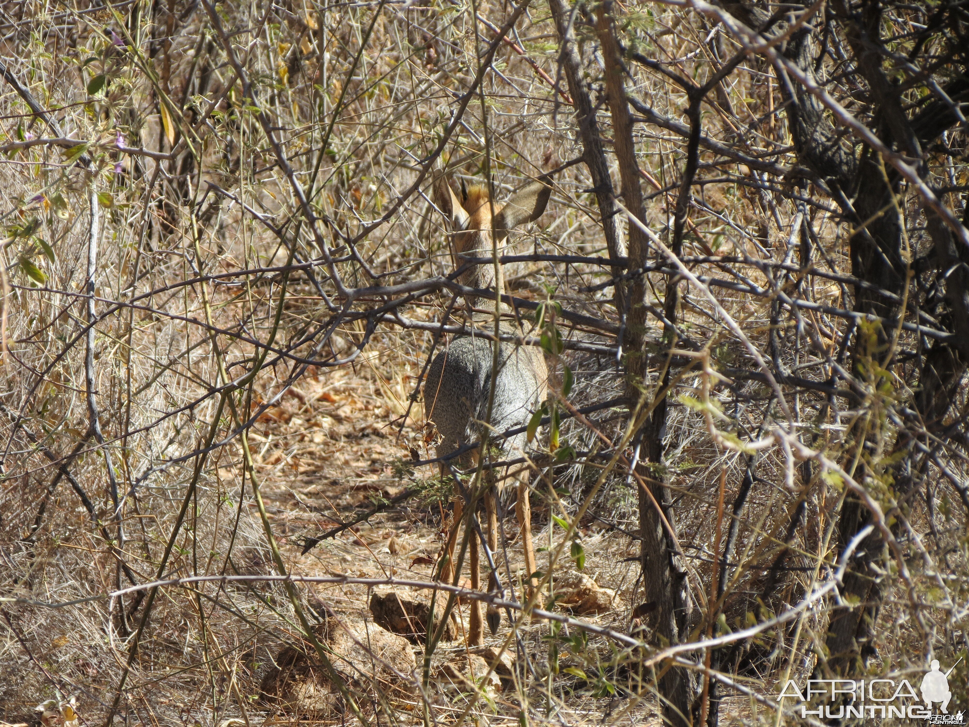 Damara Dik-dik Namibia