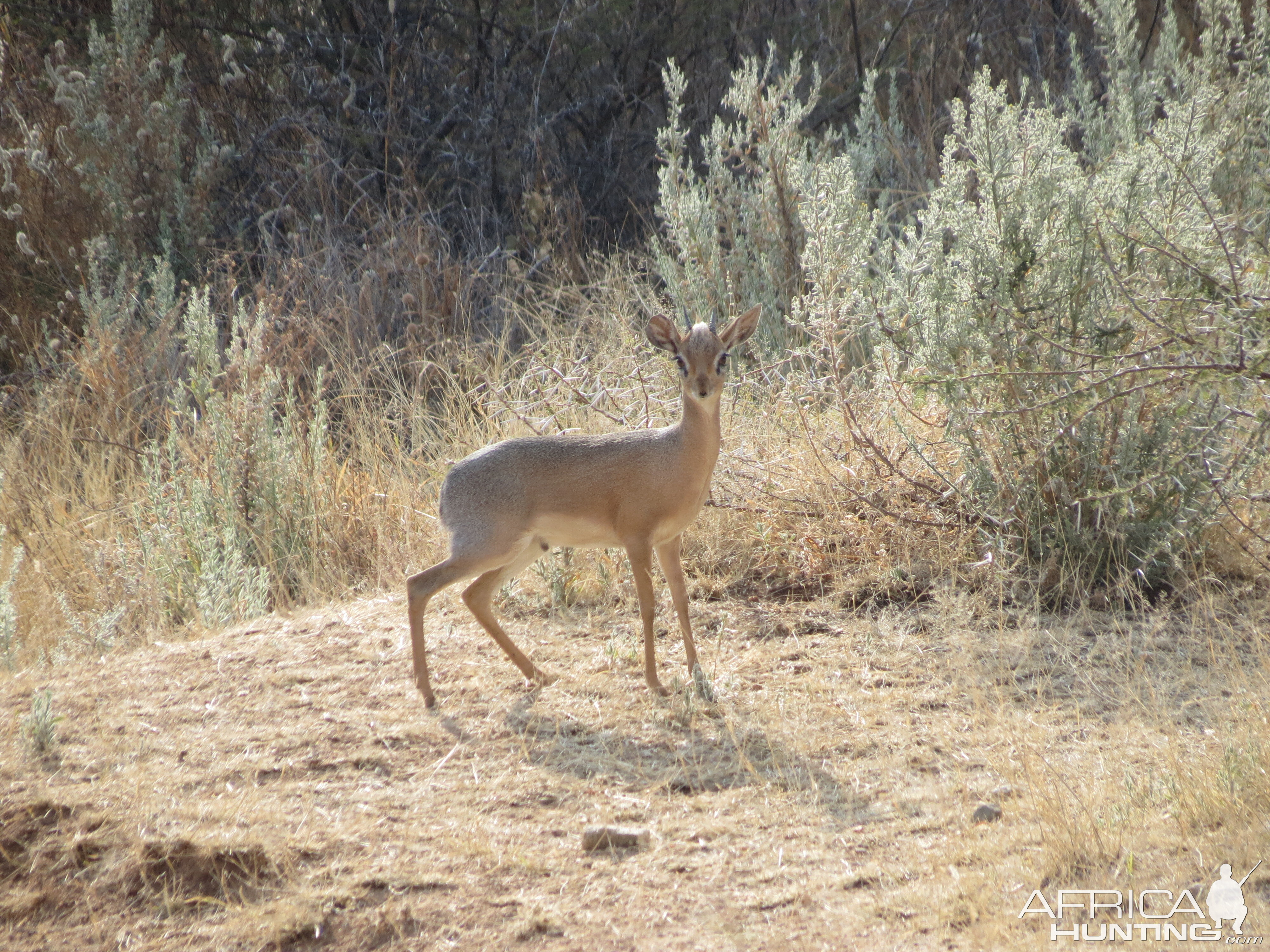 Damara Dik-Dik Namibia