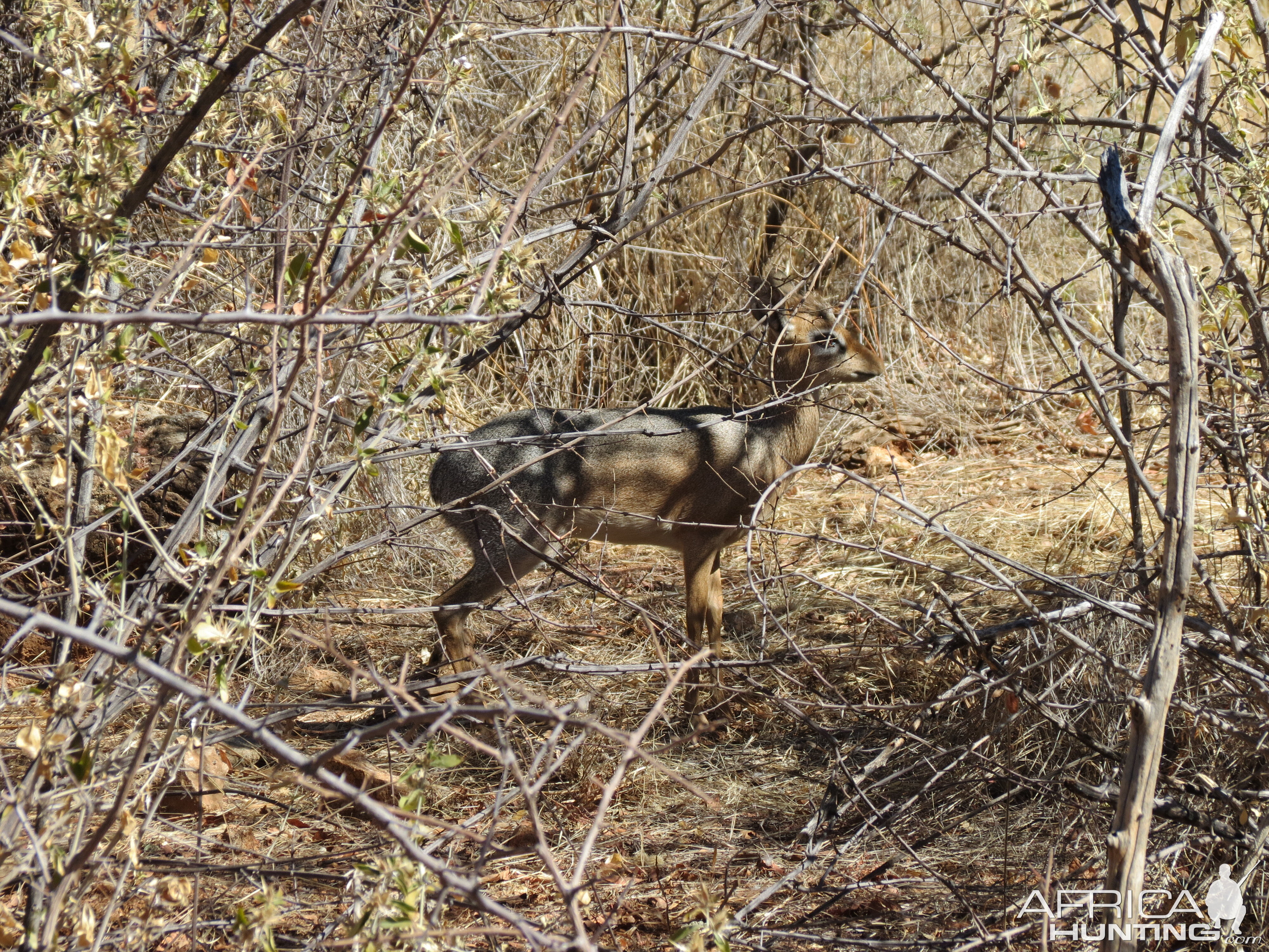 Damara Dik-Dik Namibia