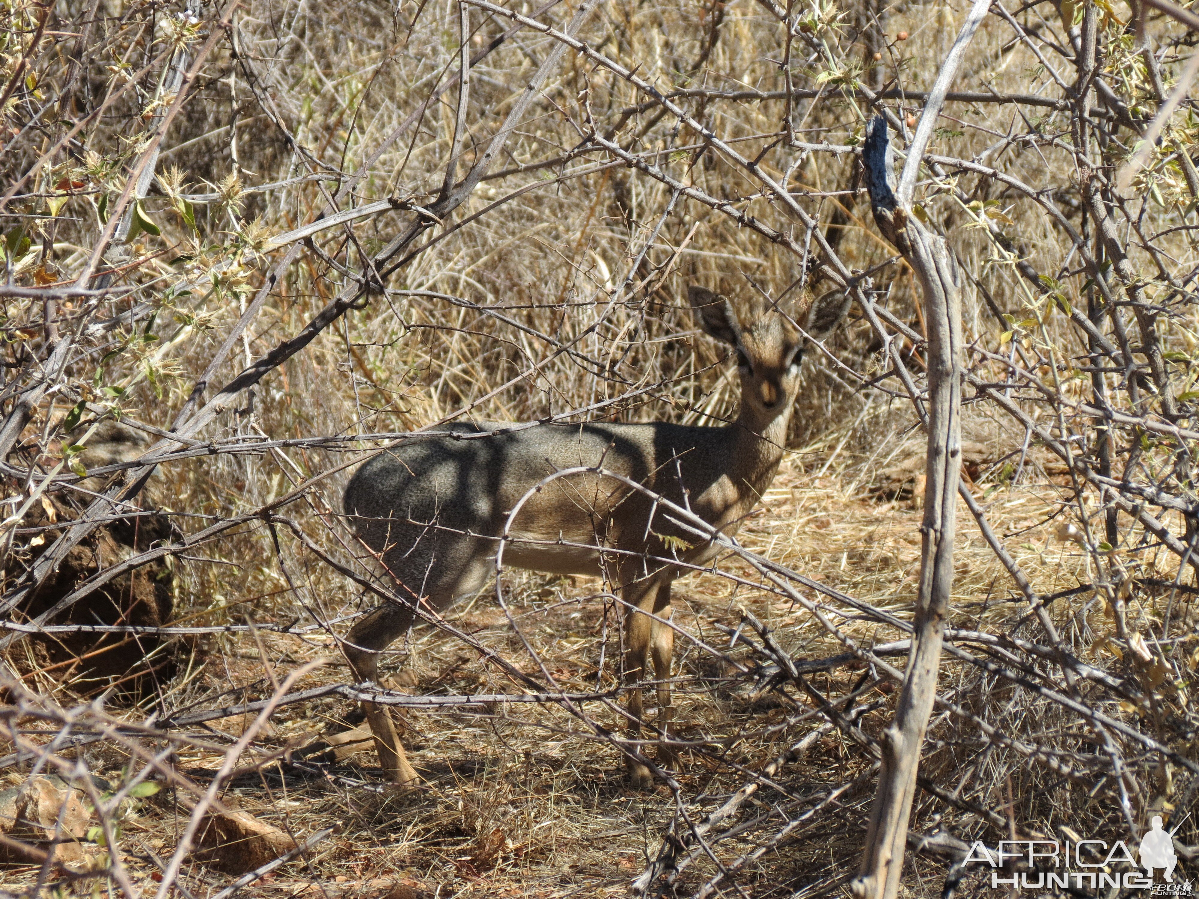 Damara Dik-Dik Namibia