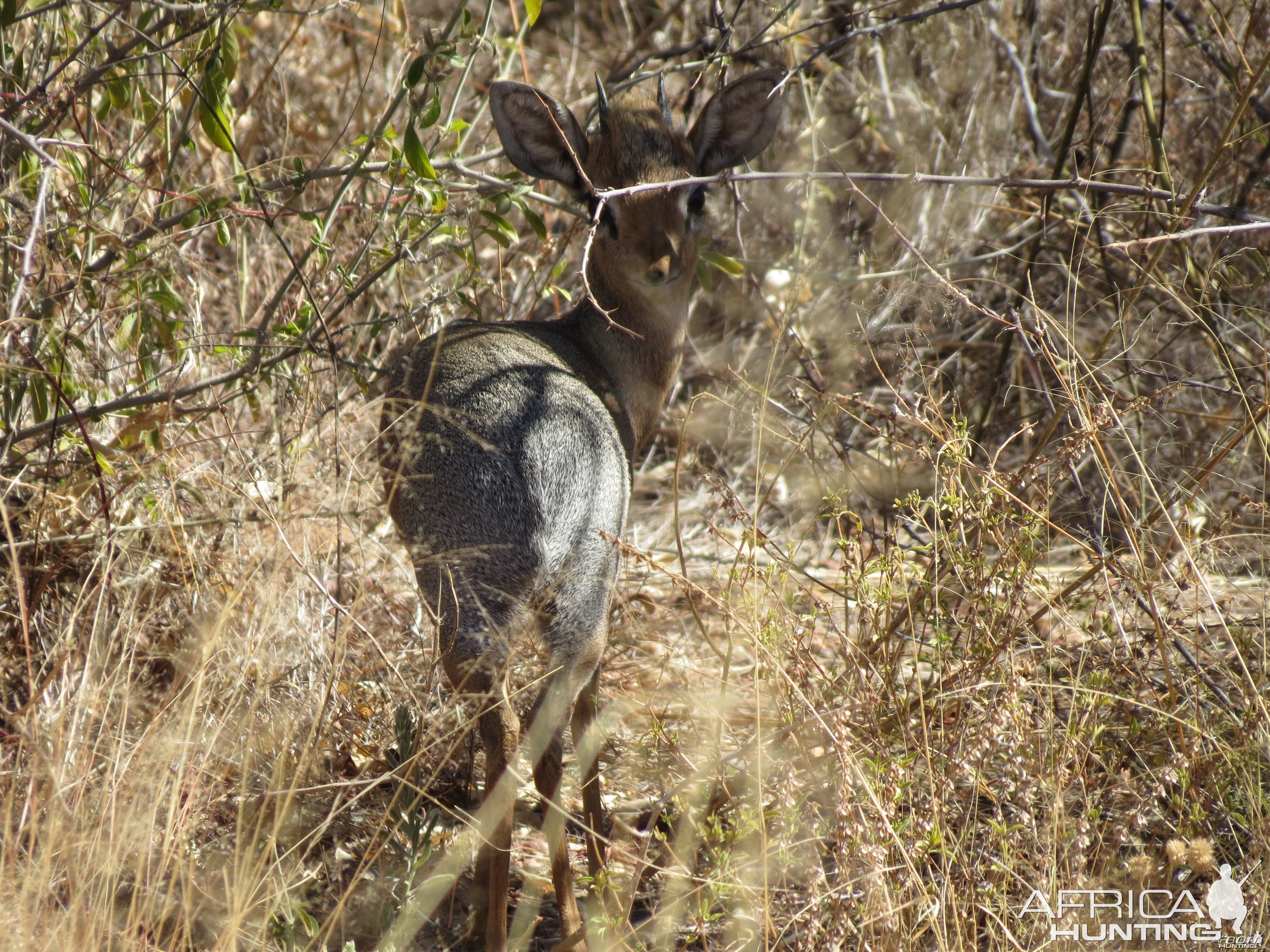 Damara Dik-Dik Namibia