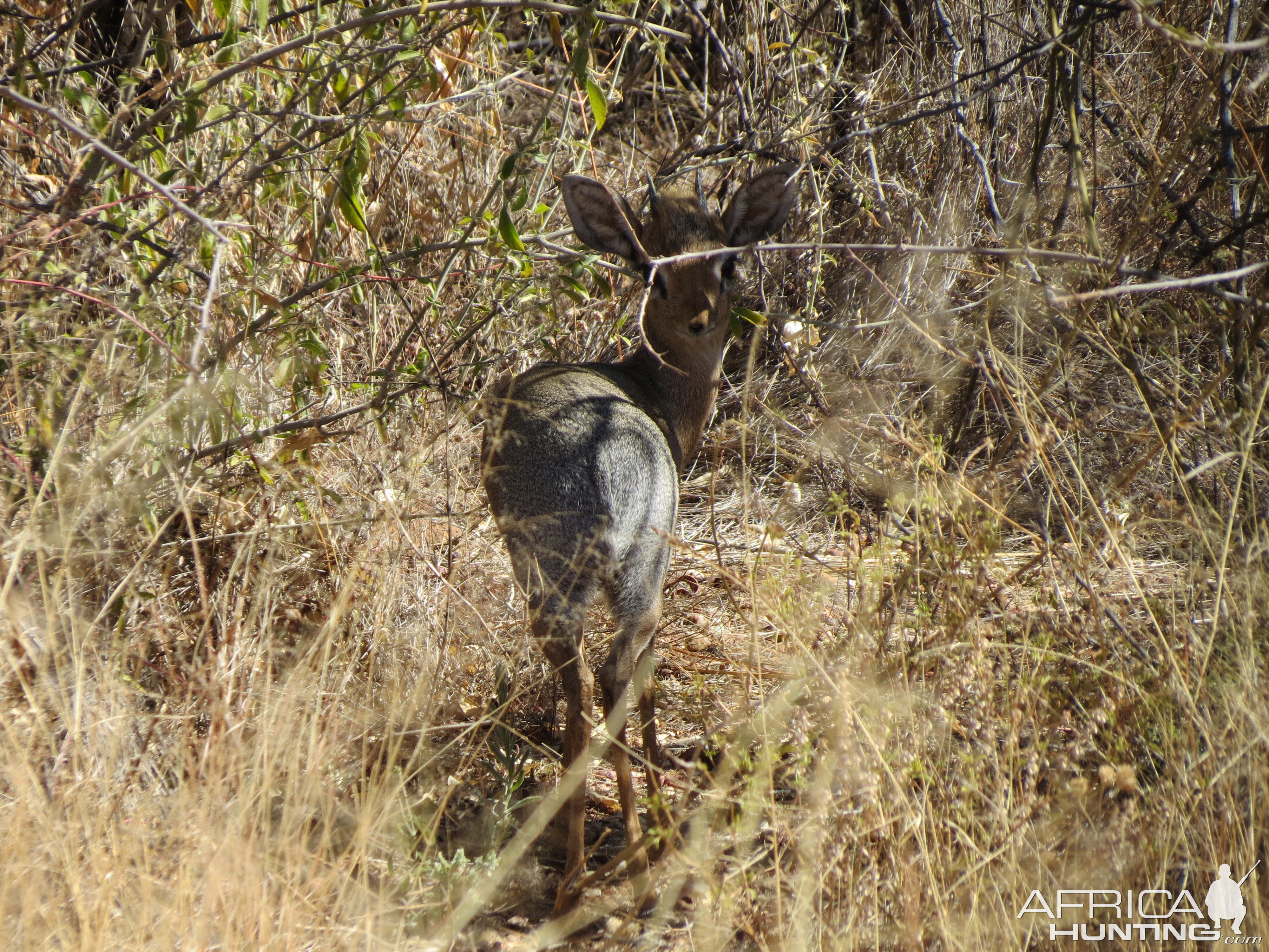 Damara Dik-Dik Namibia