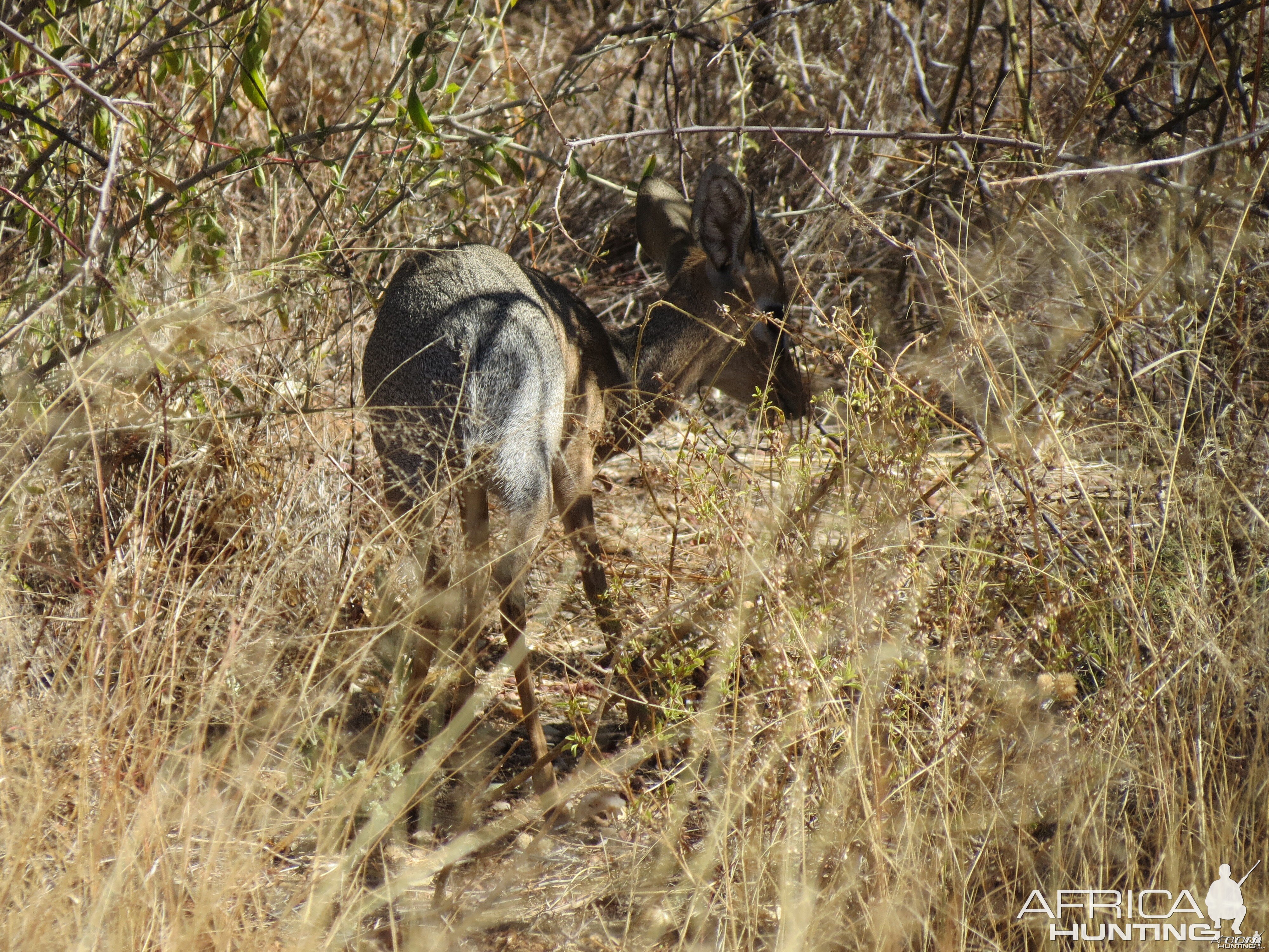 Damara Dik-Dik Namibia