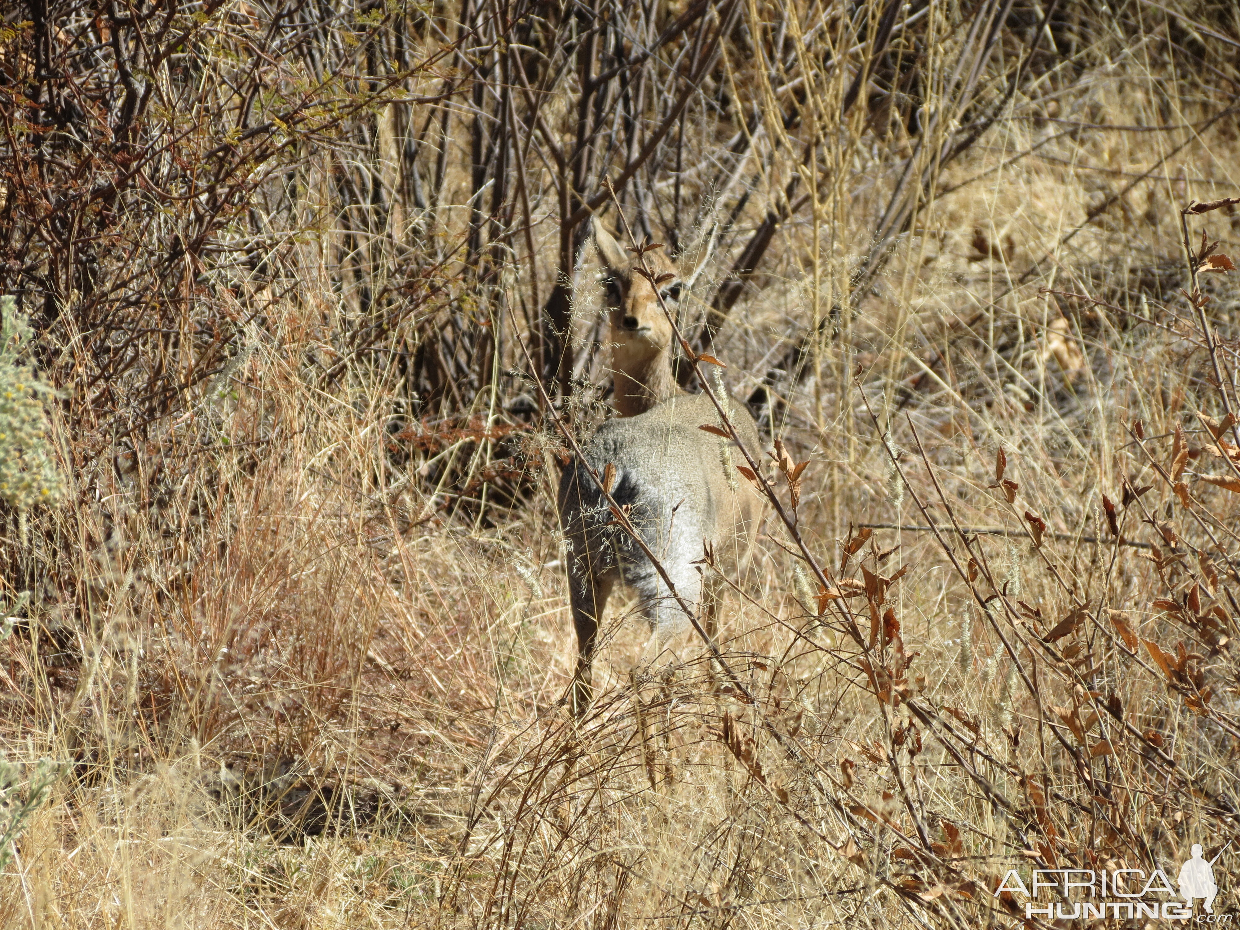 Damara Dik-Dik Namibia