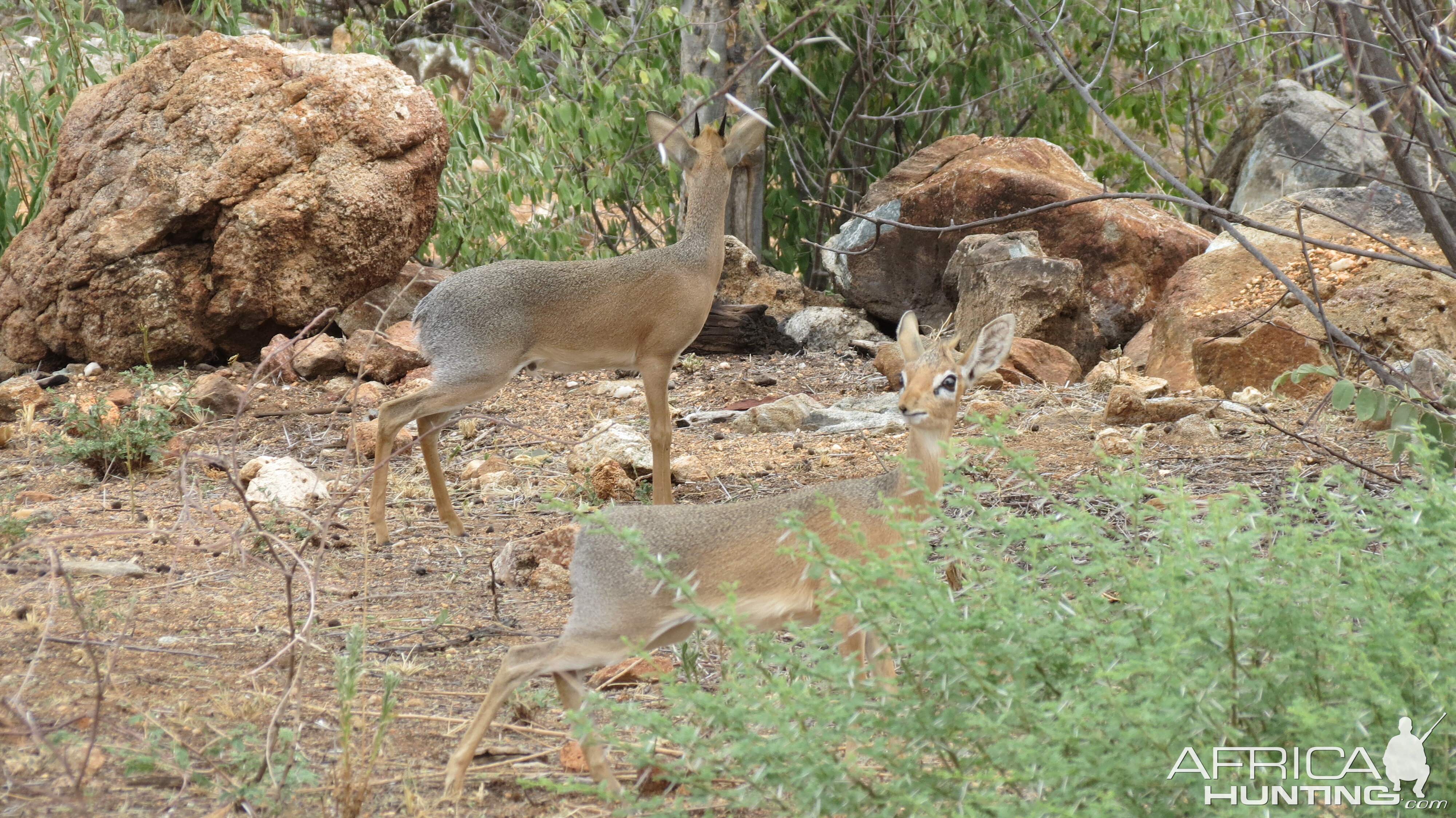 Damara Dik-Dik Namibia