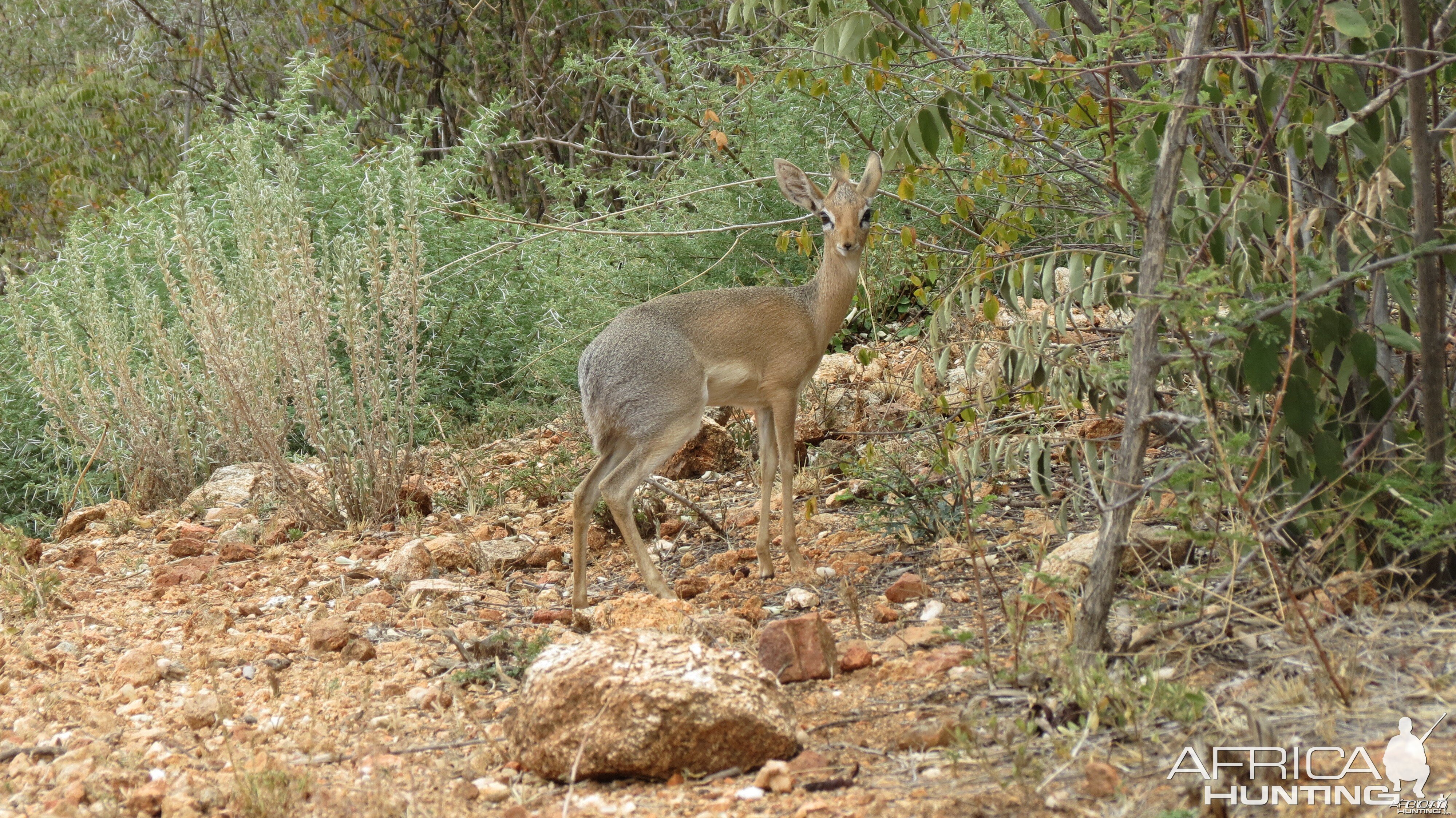 Damara Dik-Dik Namibia