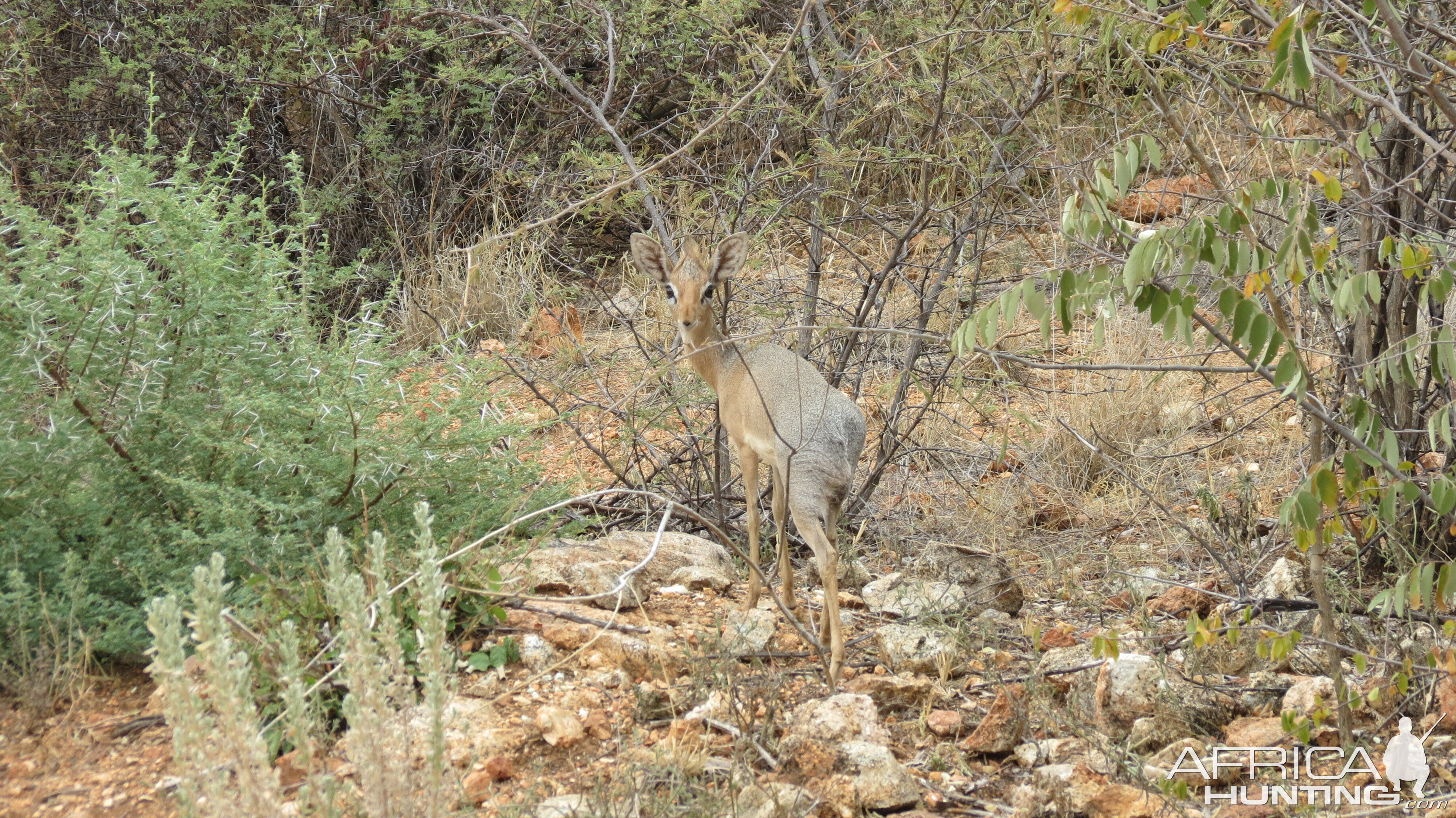 Damara Dik-Dik Namibia