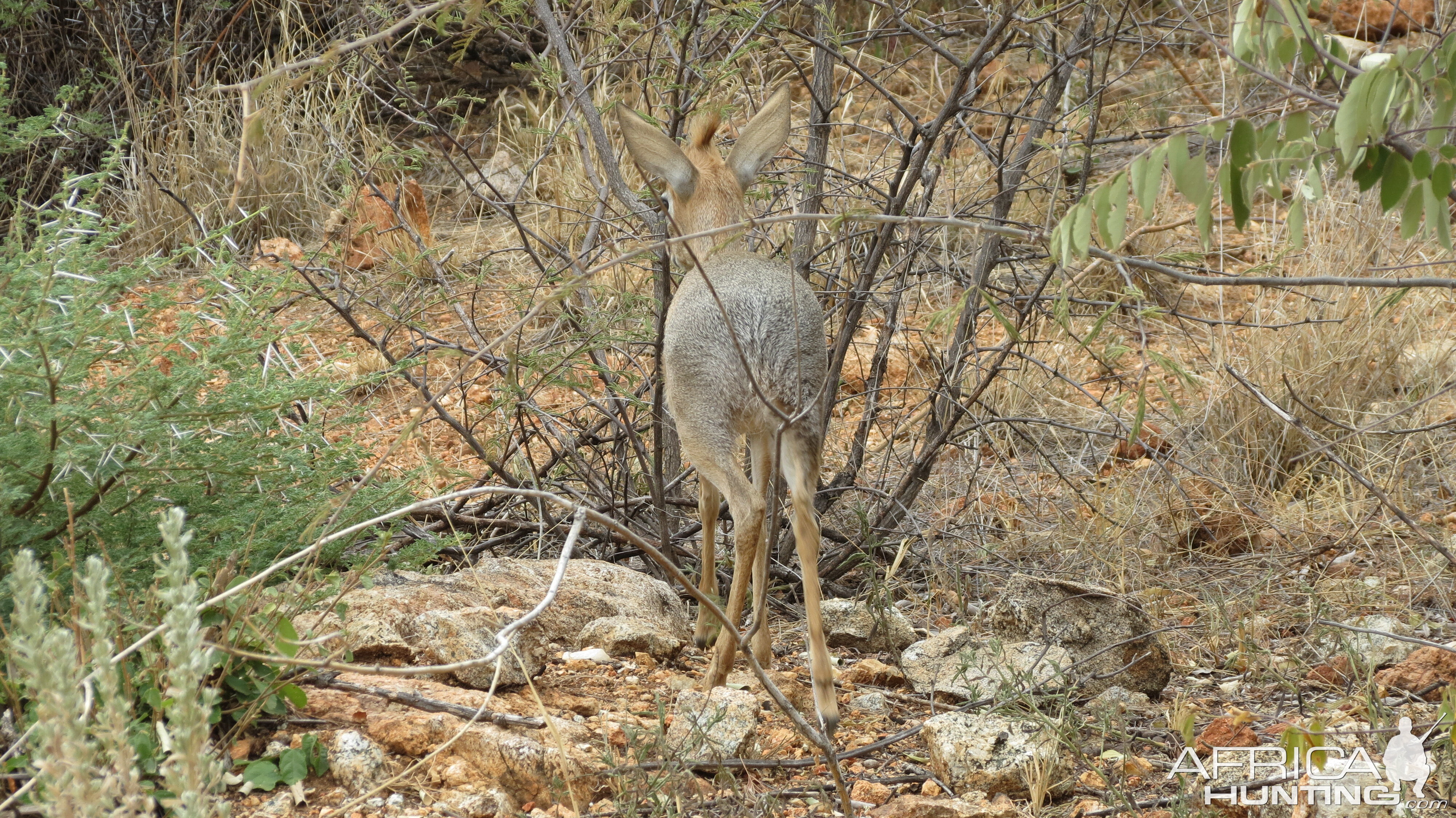 Damara Dik-Dik Namibia