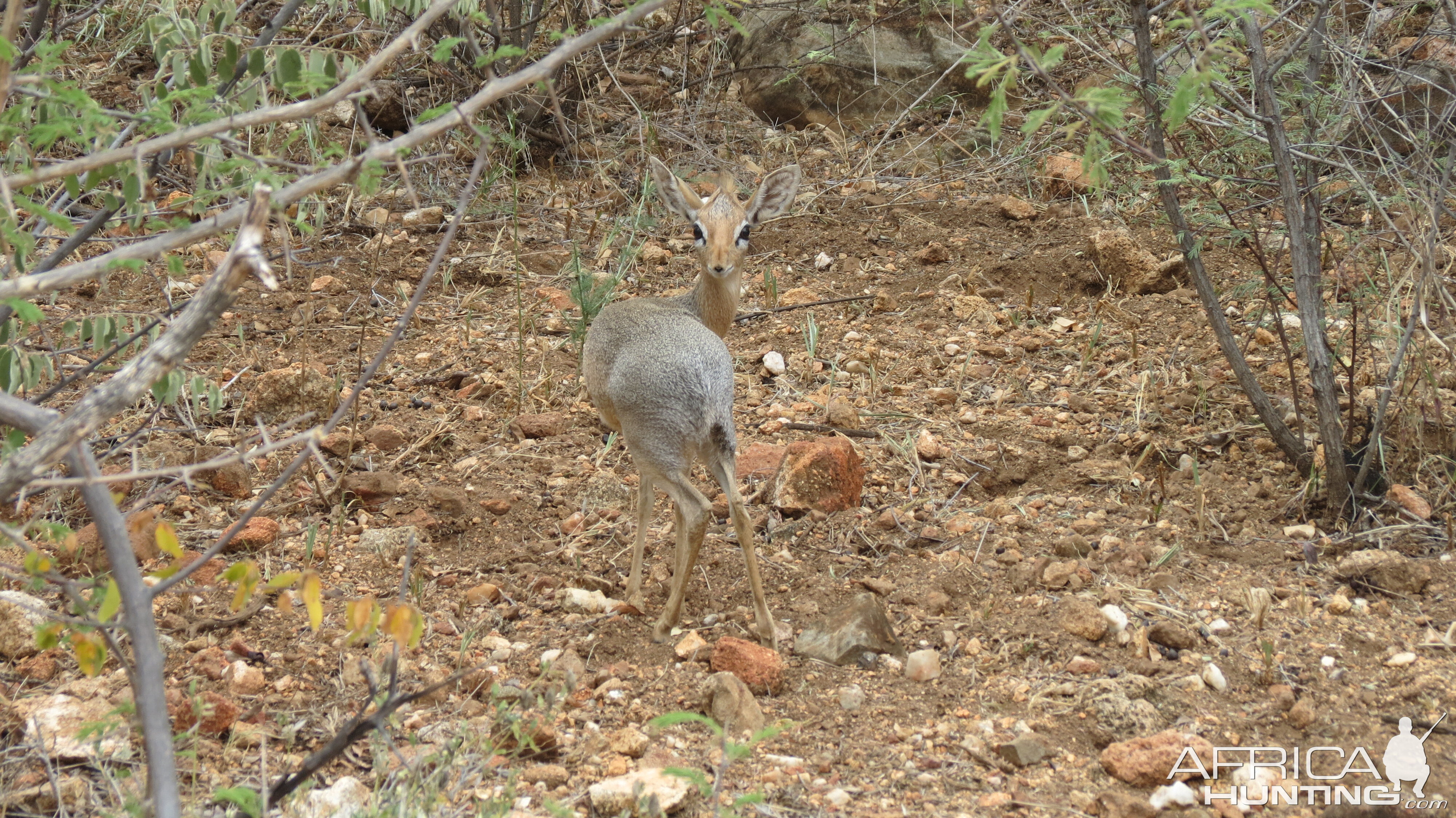 Damara Dik-Dik Namibia