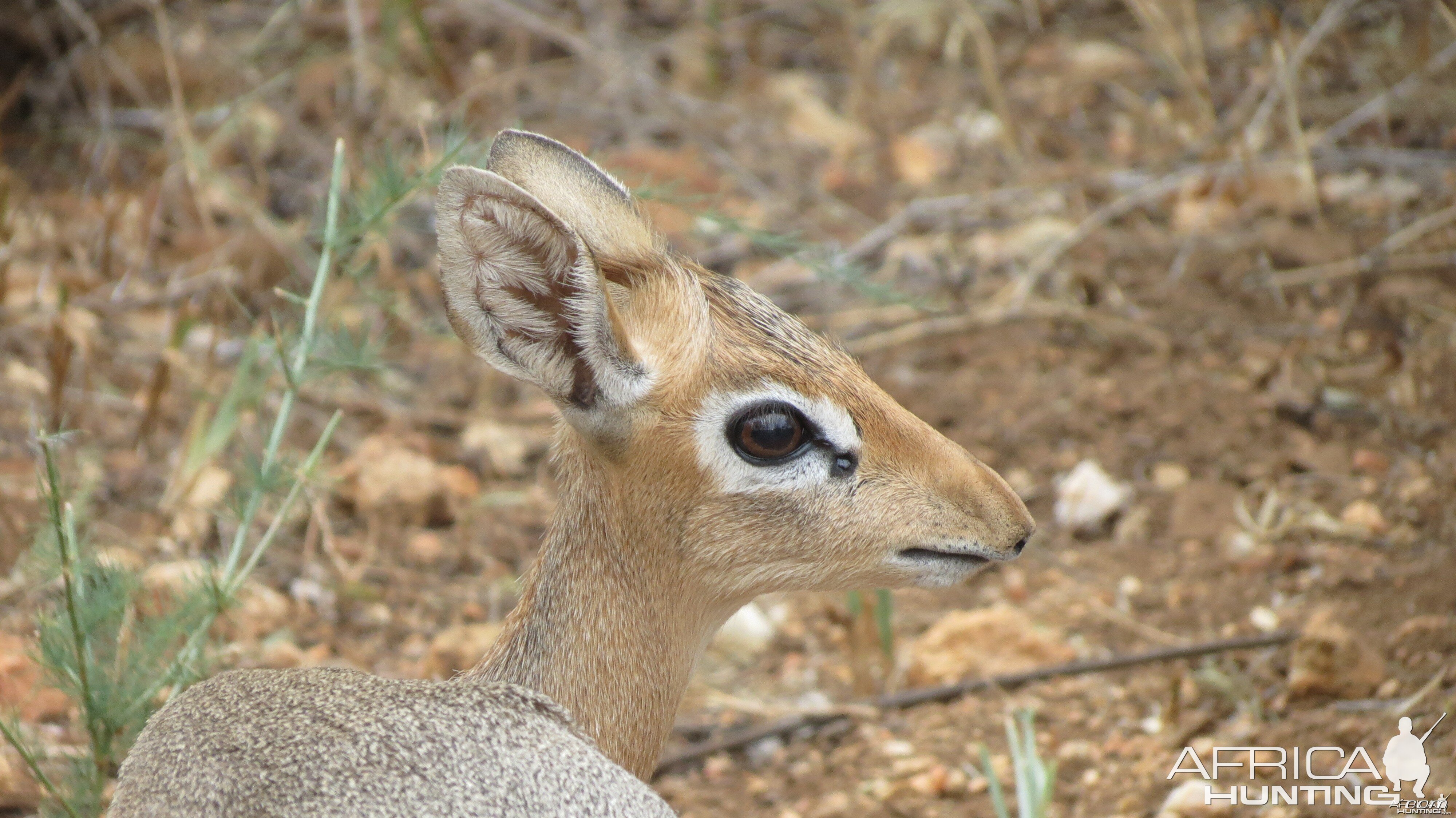 Damara Dik-Dik Namibia