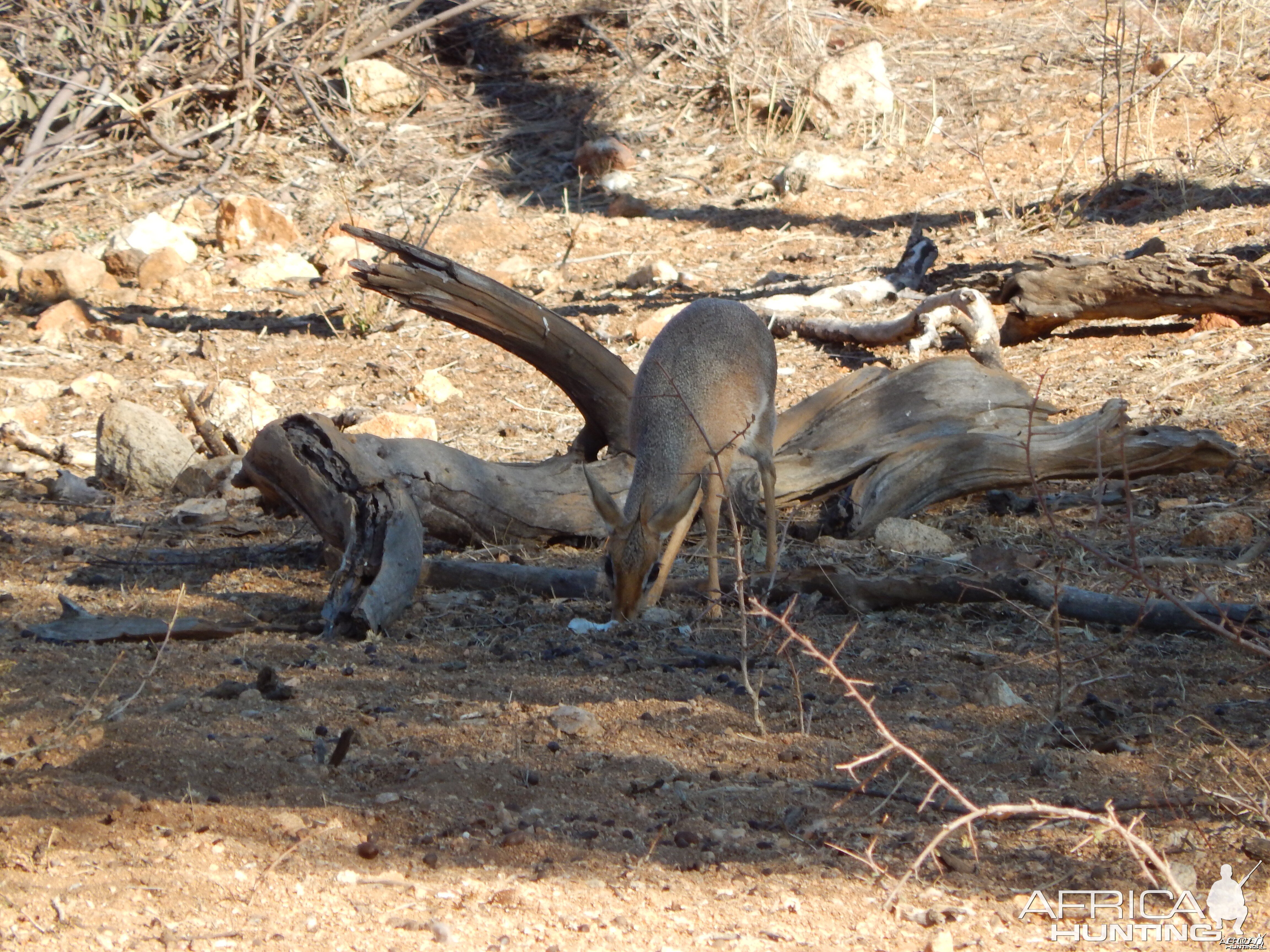 Damara Dik-Dik Namibia