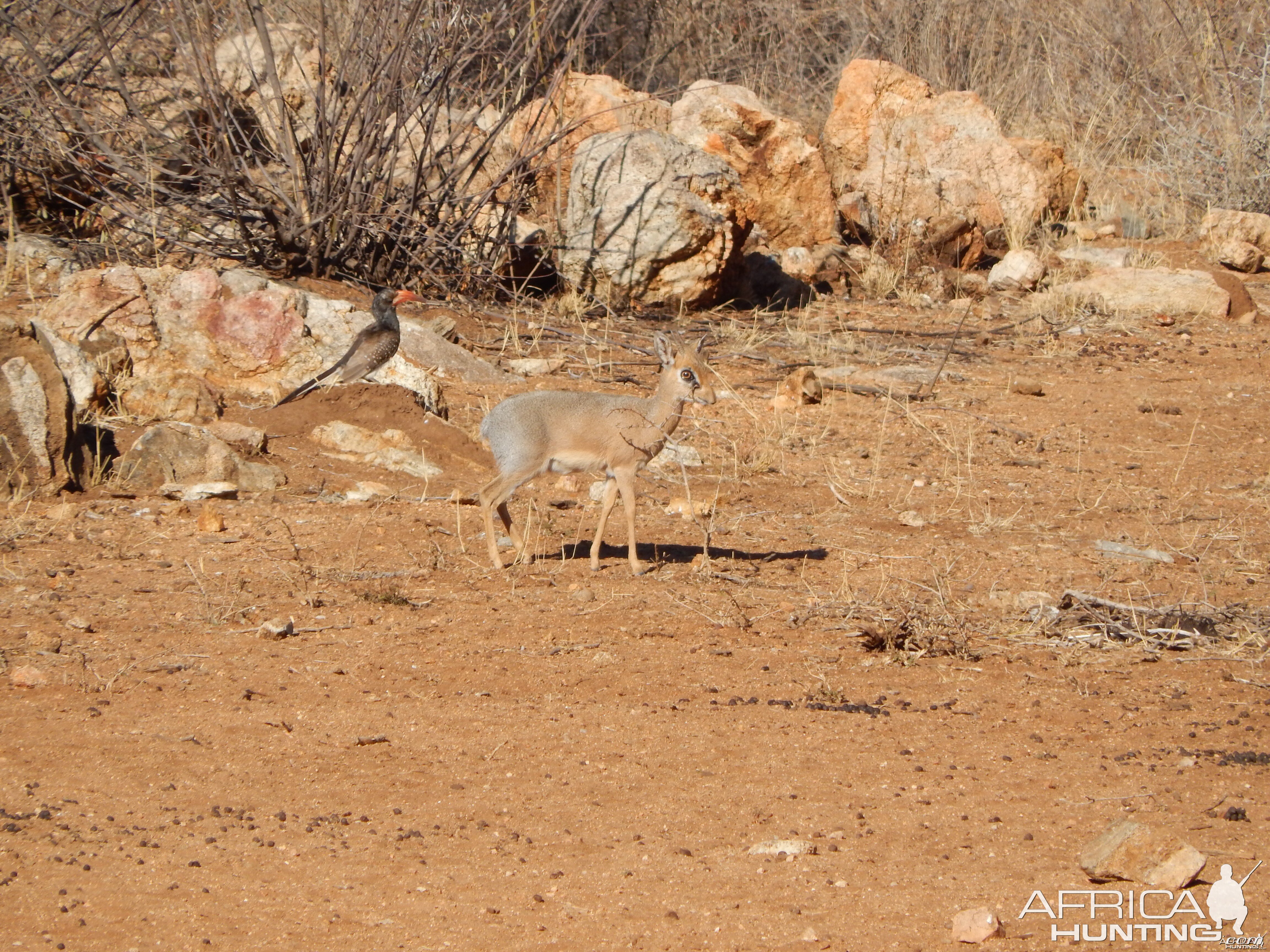 Damara Dik-Dik Namibia