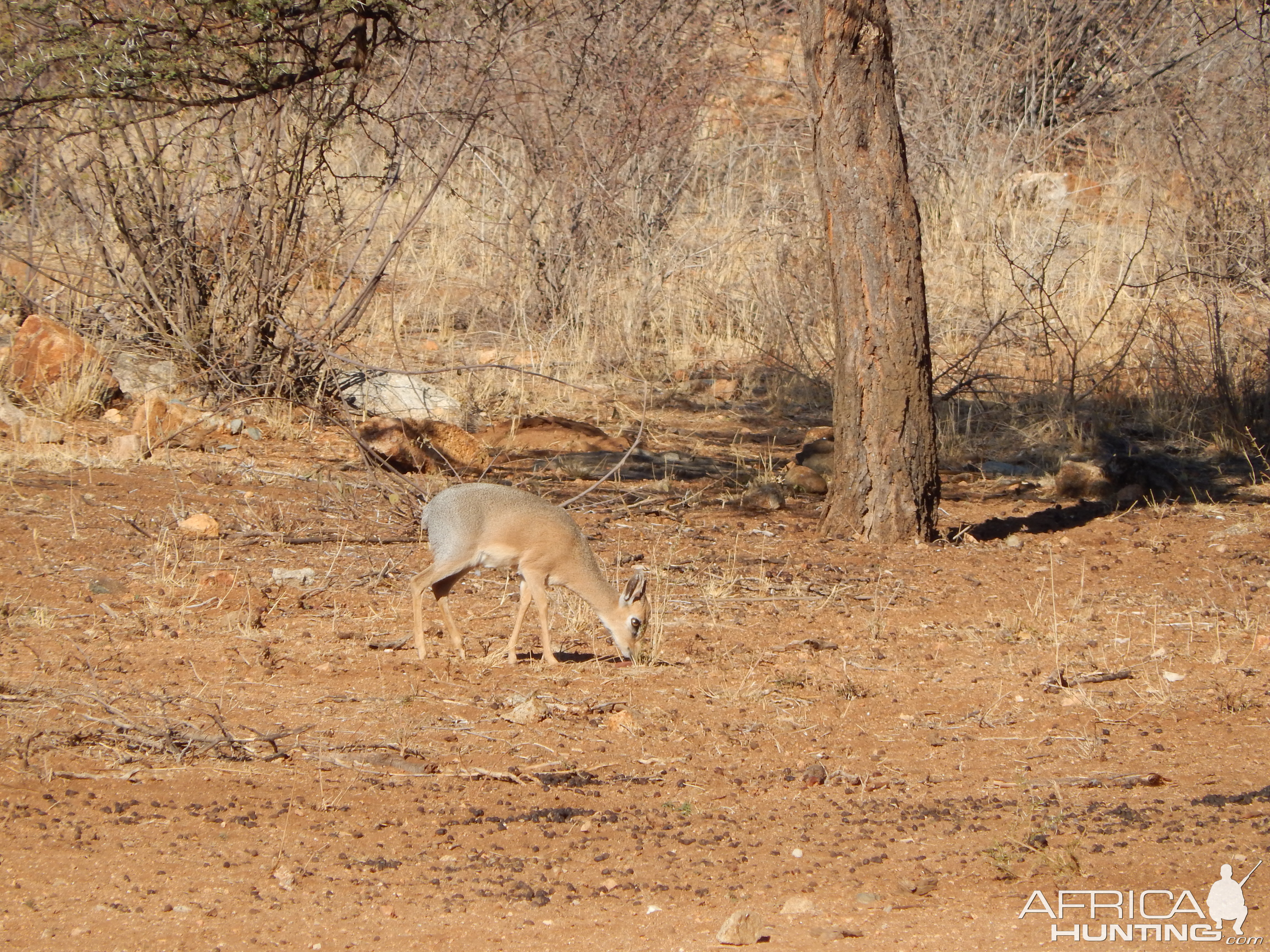 Damara Dik-Dik Namibia