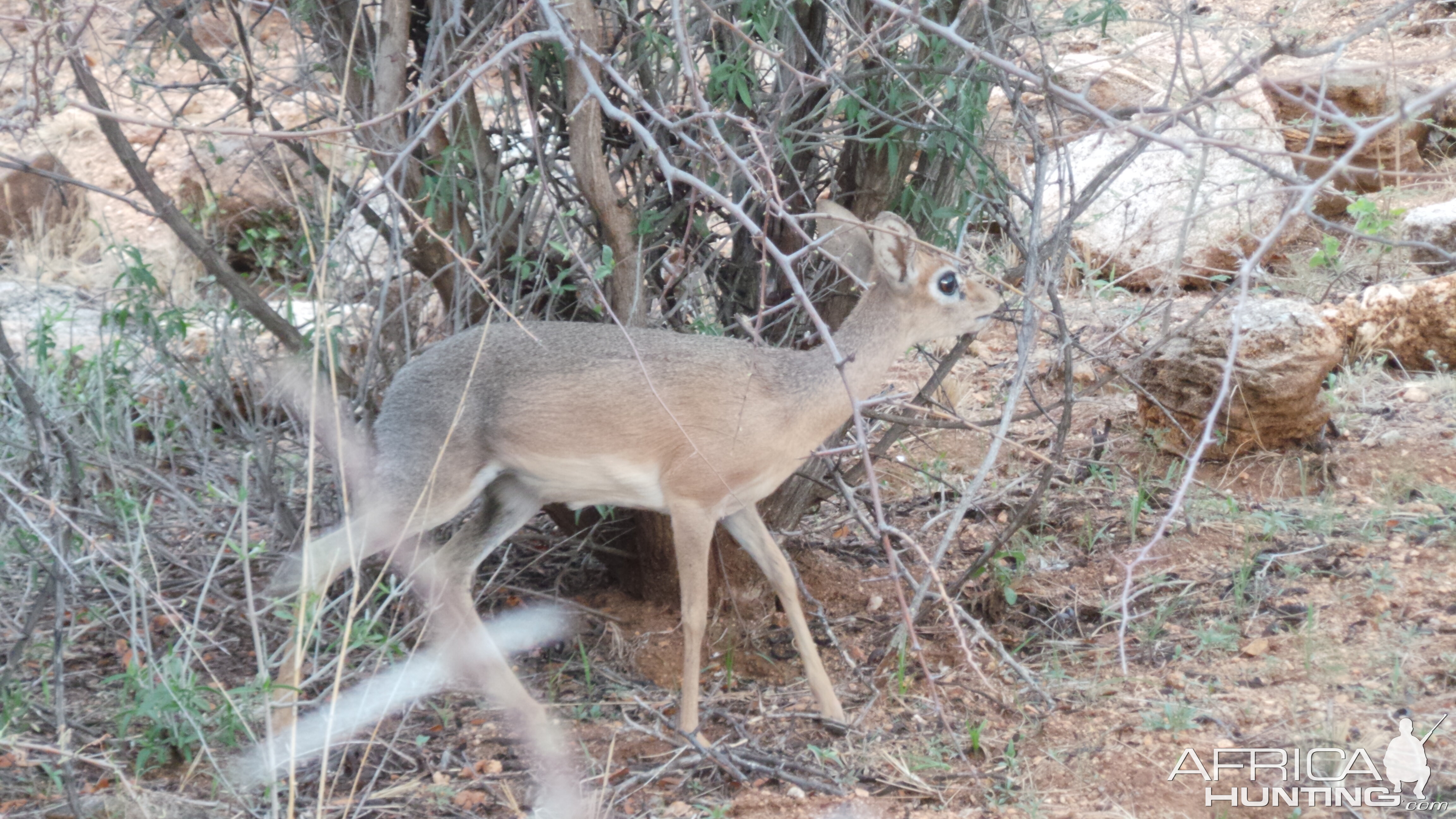 Damara Dik-Dik Namibia