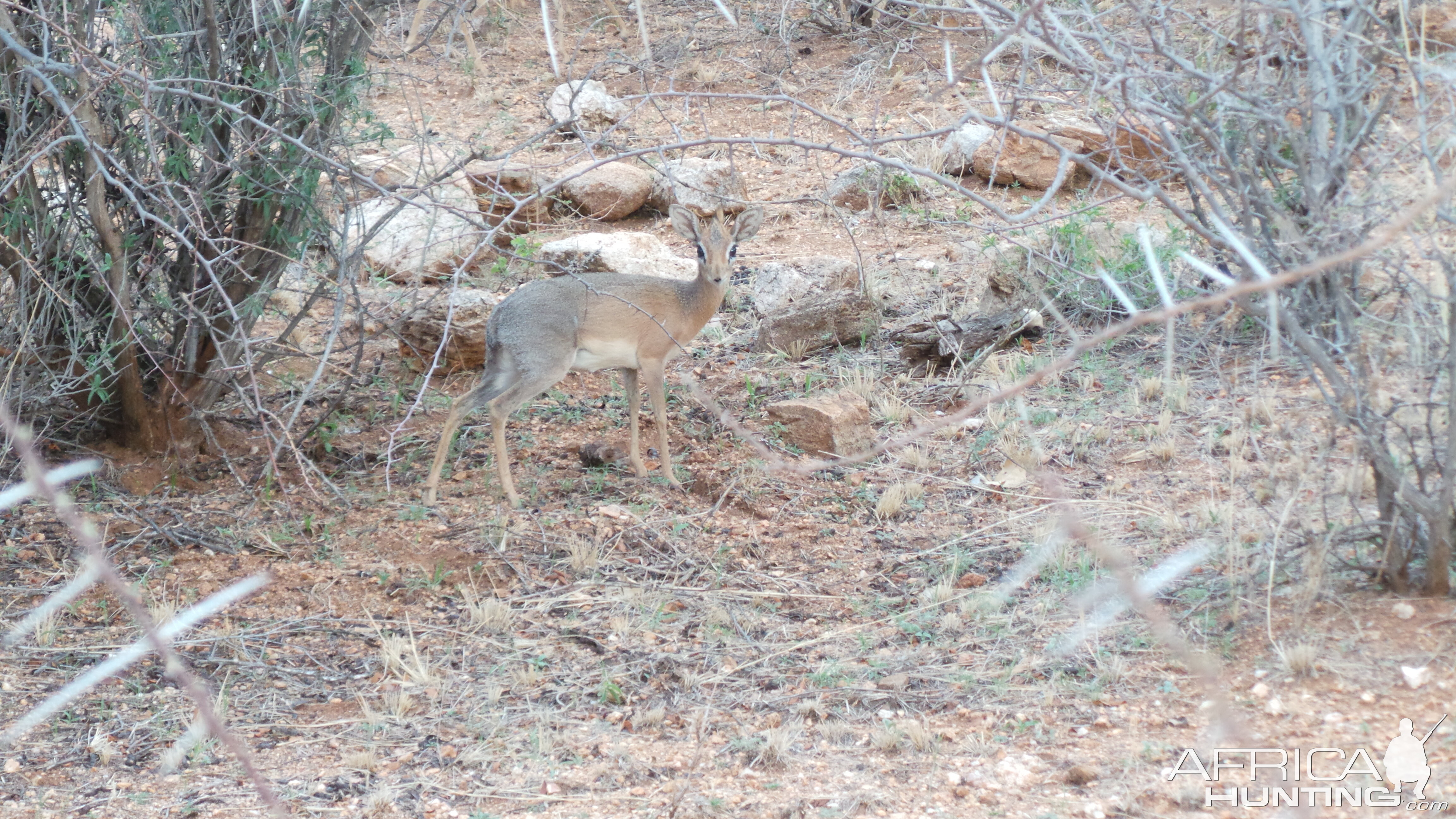 Damara Dik-Dik Namibia