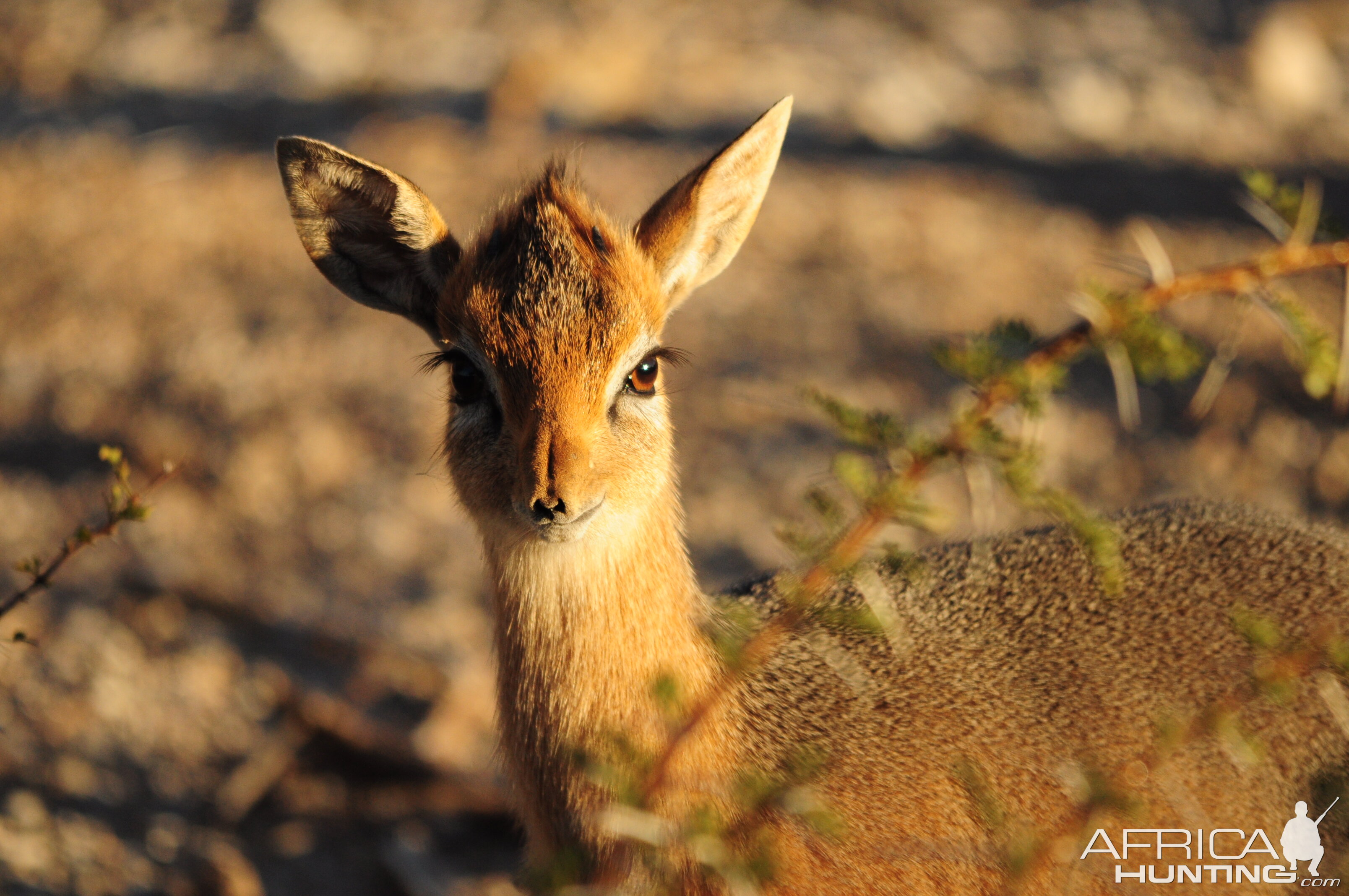 Damara Dik-Dik Namibia