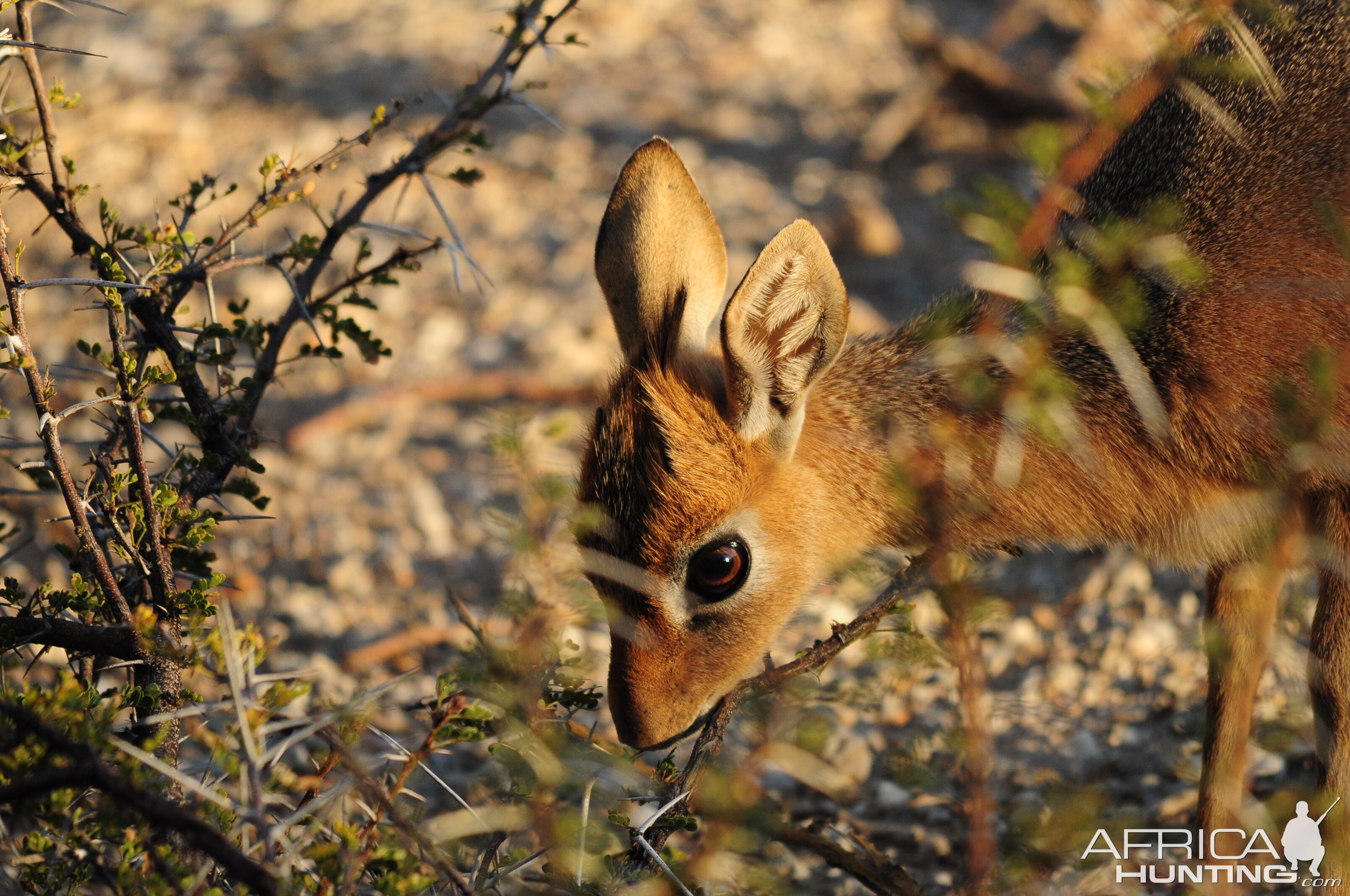 Damara Dik-Dik Namibia