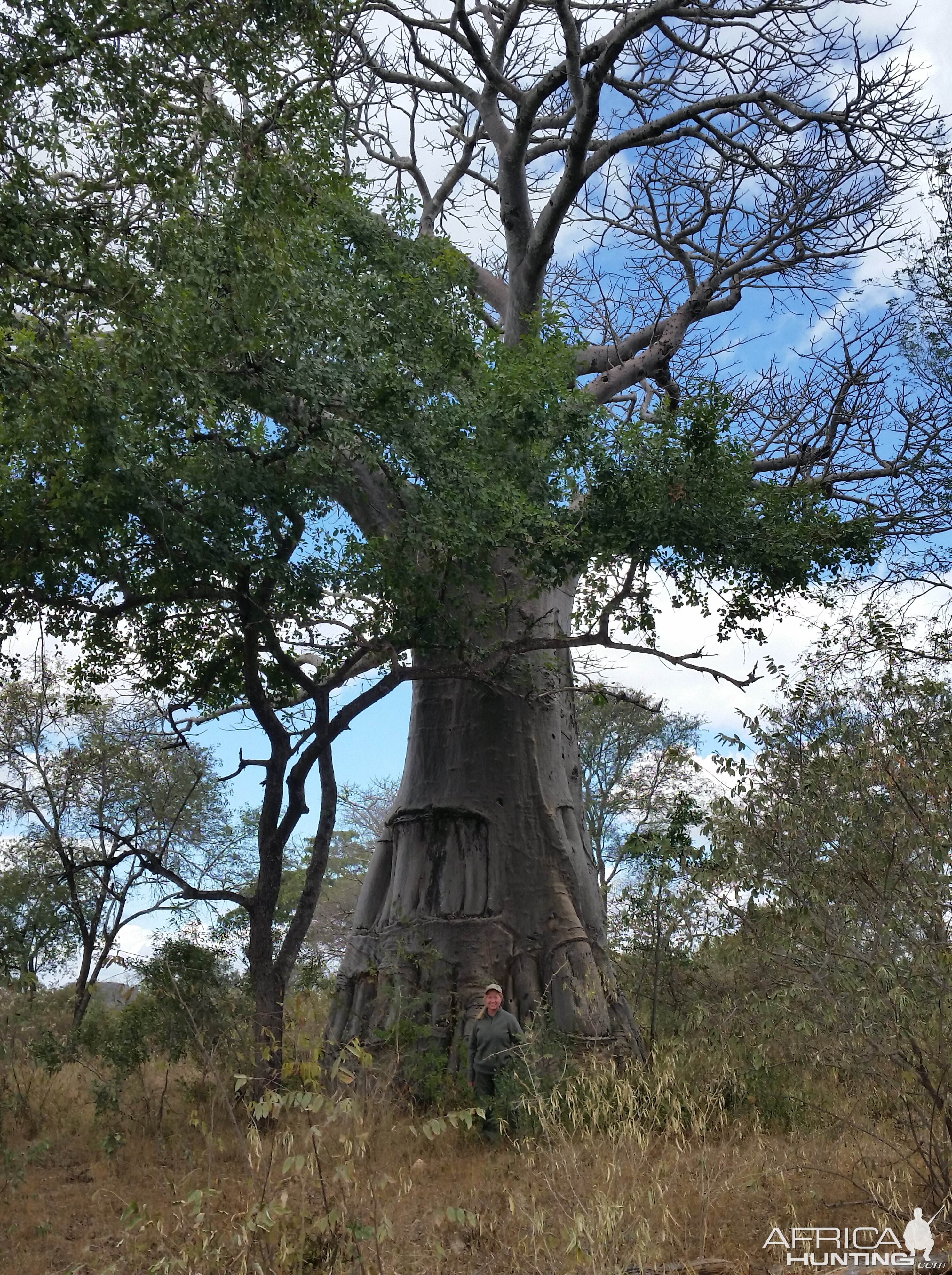Dana next to a huge Baobab tree
